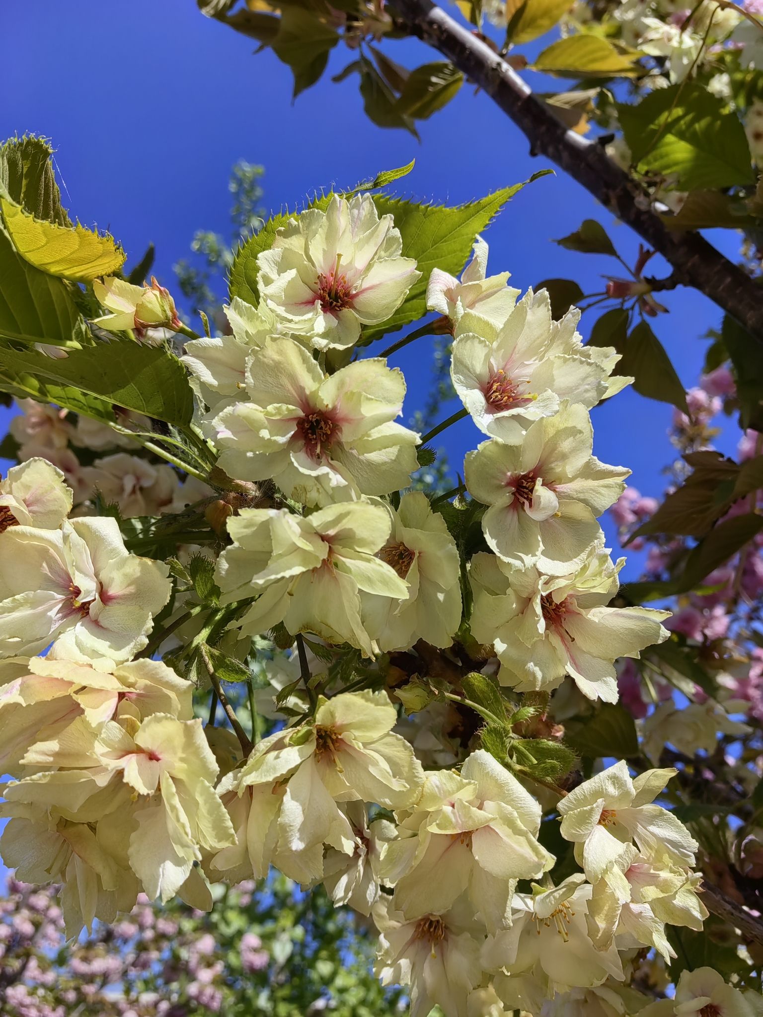北辰郊野公园旅行图片 3