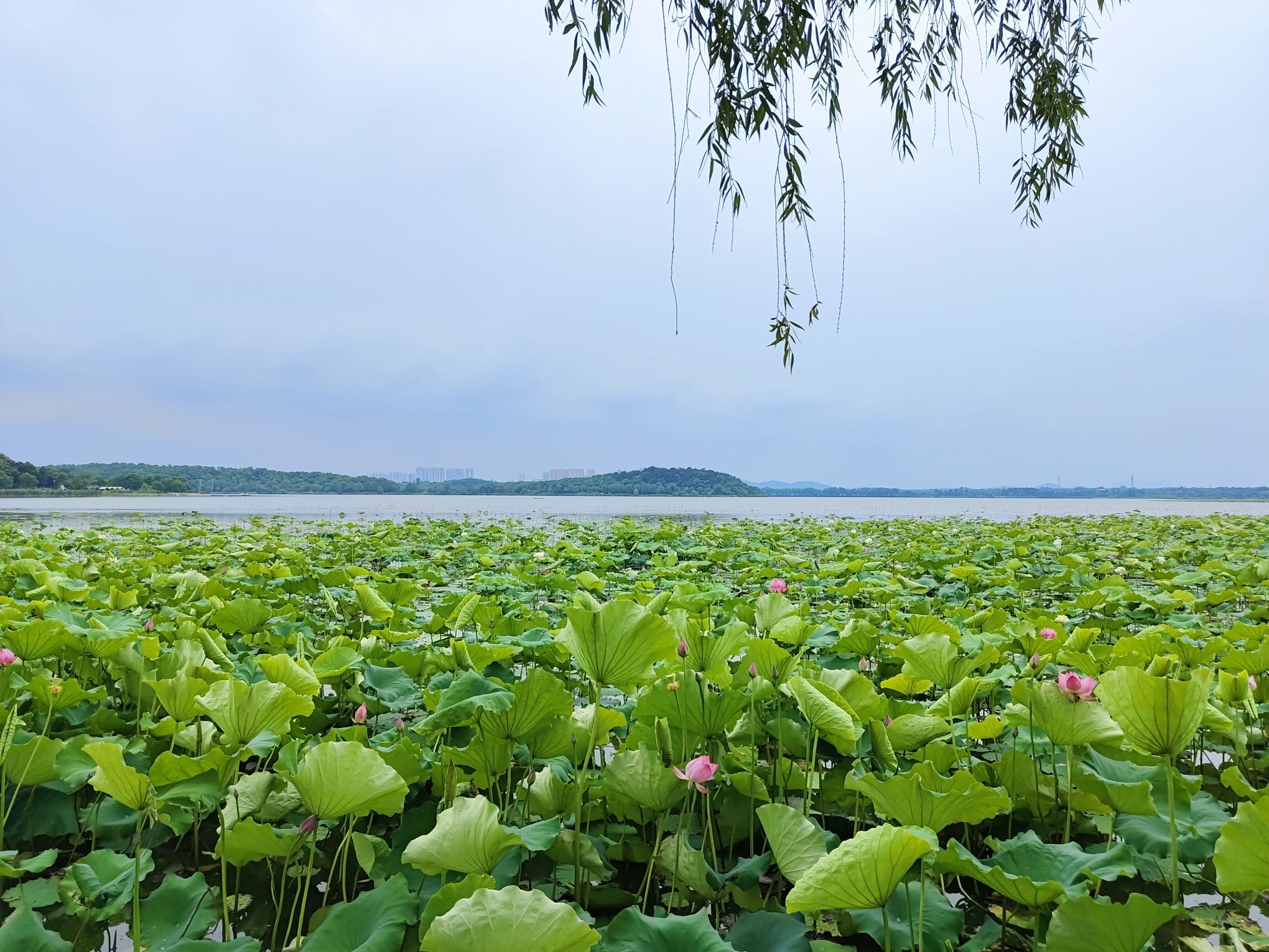 后官湖国家湿地公园