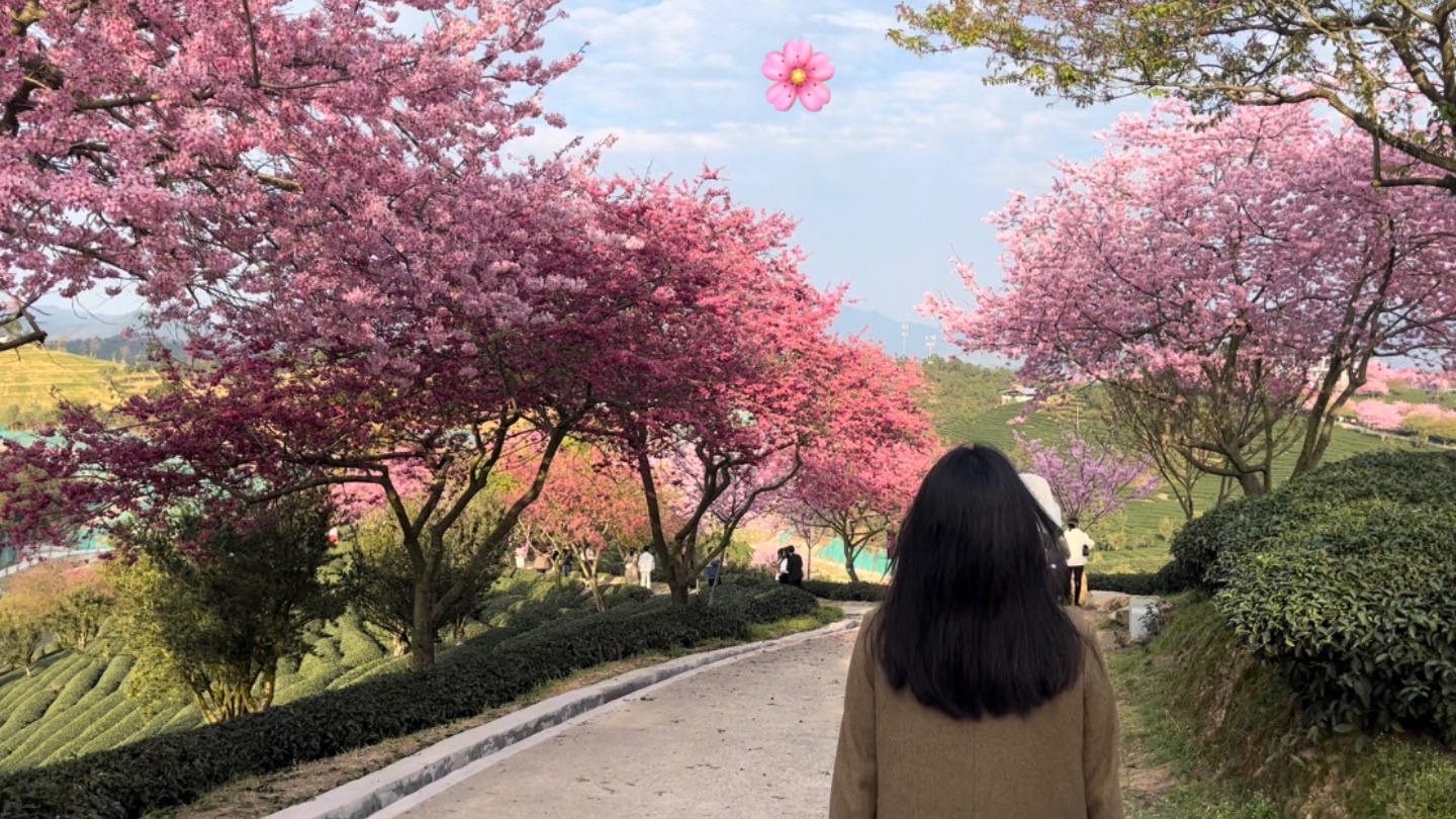 永福台缘山庄樱花园(百福园)旅行图片 1