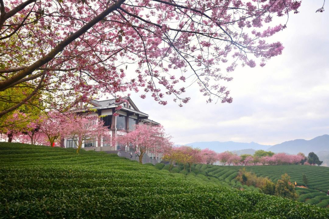 永福台缘山庄樱花园(百福园)旅行图片 3