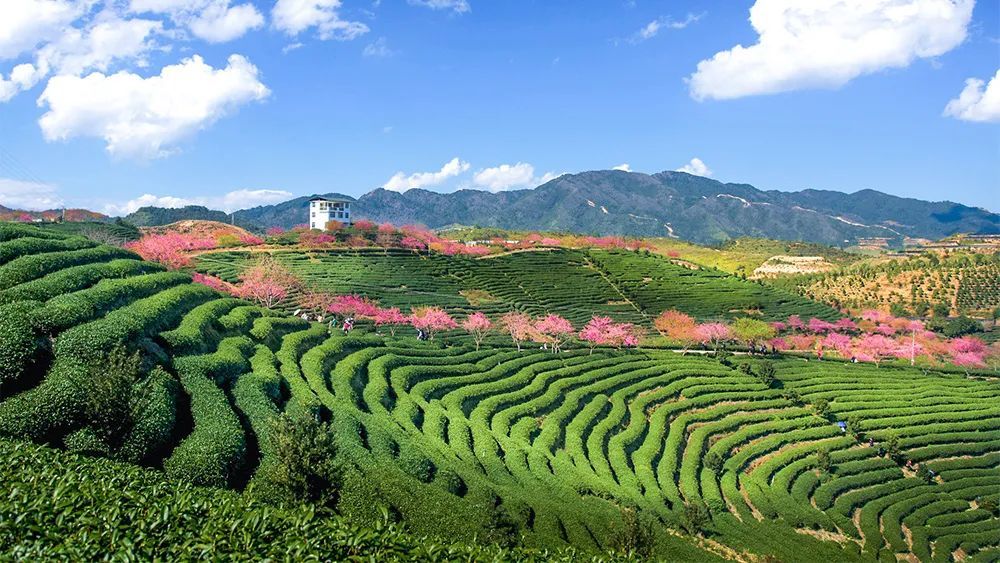 永福台缘山庄樱花园(百福园)旅行图片 1