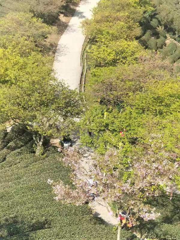 永福台缘山庄樱花园(百福园)旅行图片 1