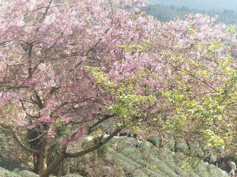 永福台缘山庄樱花园(百福园)旅行图片 2