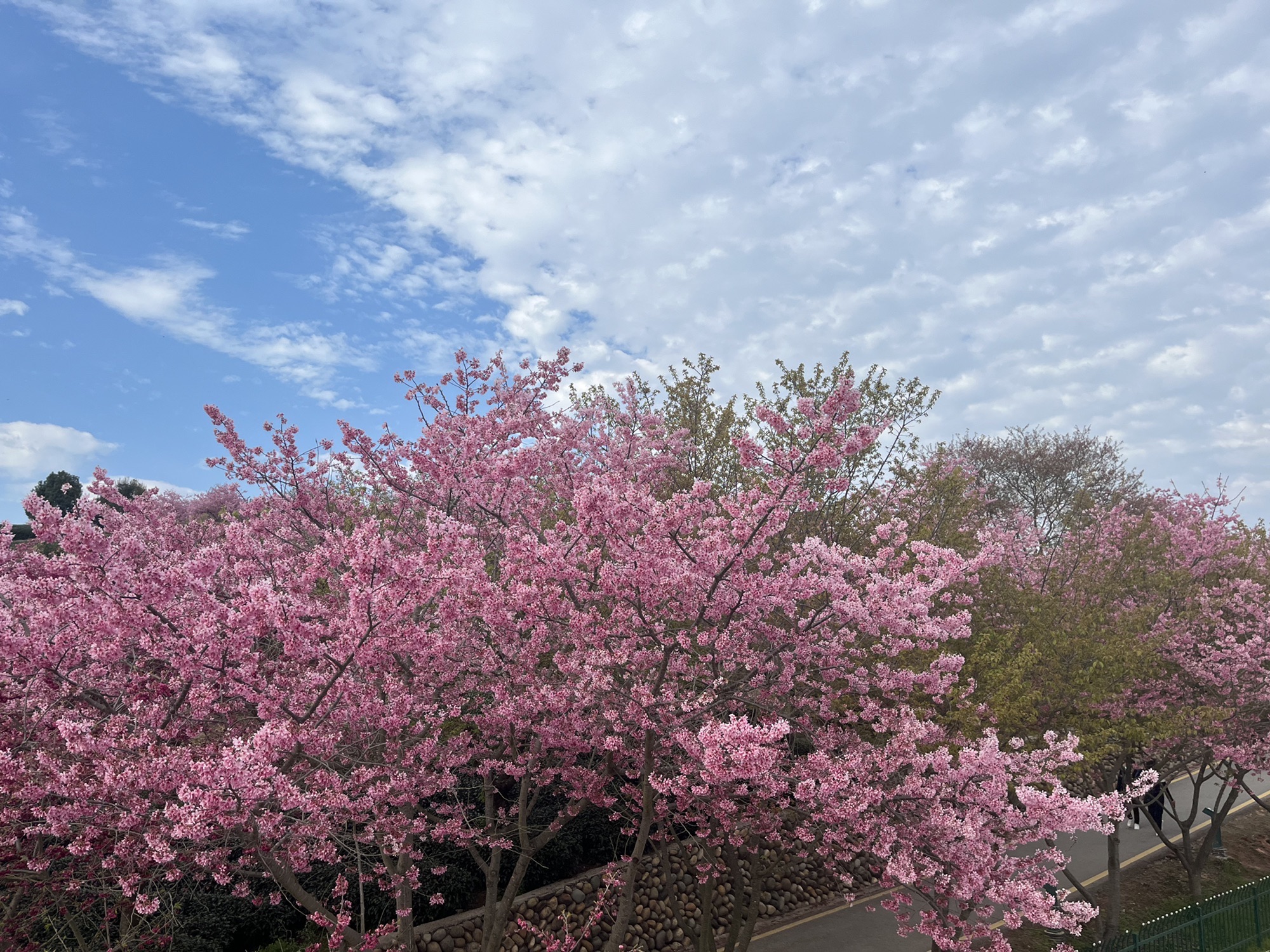永福台缘山庄樱花园(百福园)旅行图片 2
