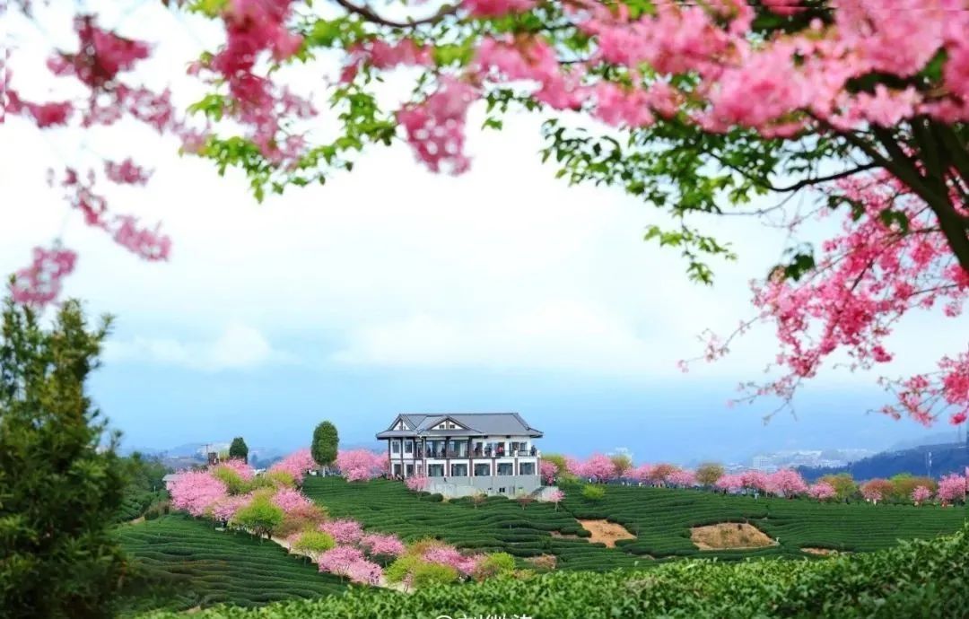 永福台缘山庄樱花园(百福园)旅行图片 2