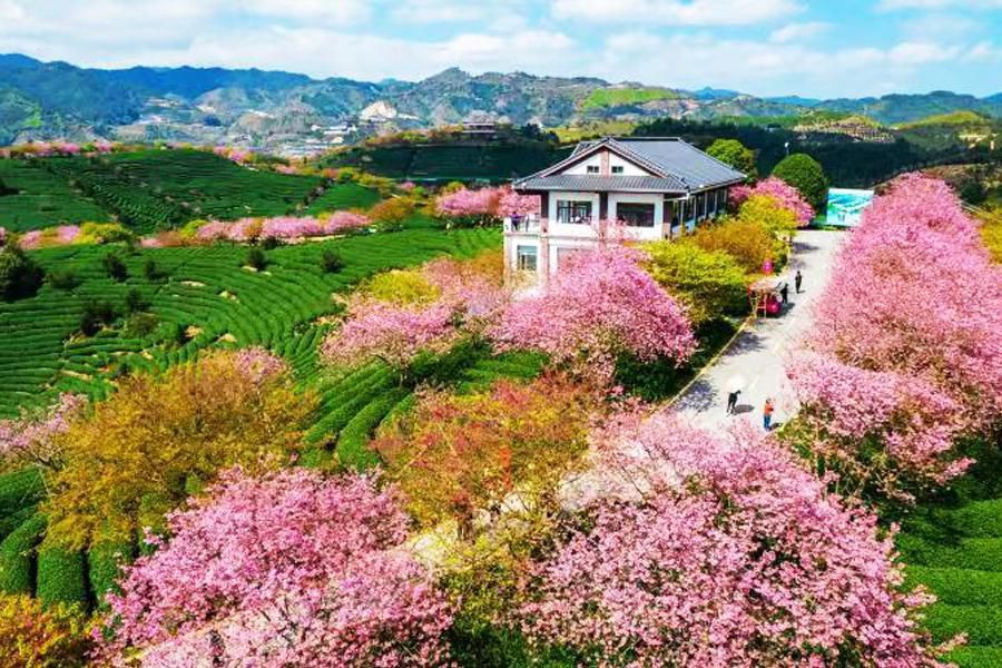 永福台缘山庄樱花园(百福园)旅行图片 2