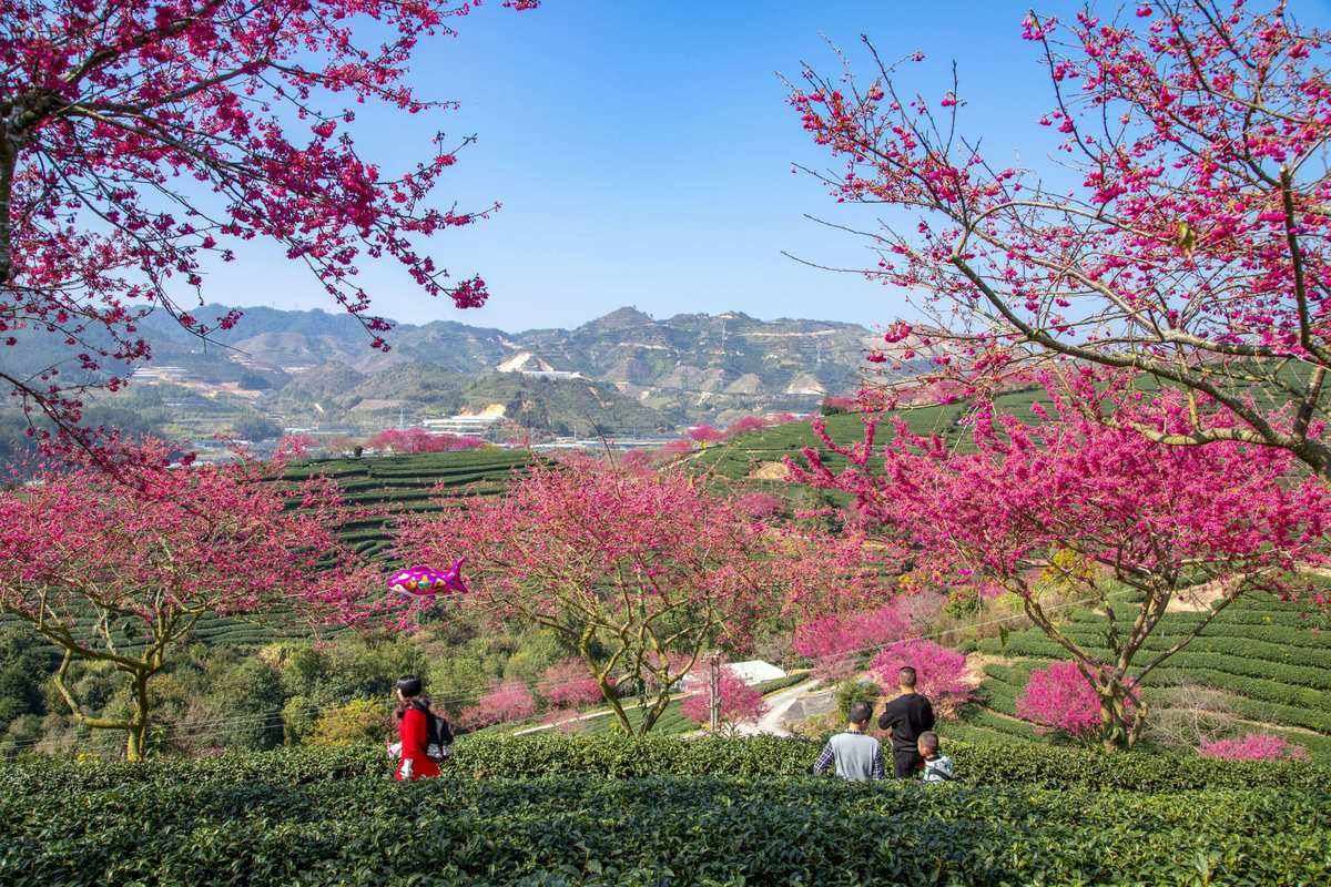 永福台缘山庄樱花园(百福园)旅行图片 1