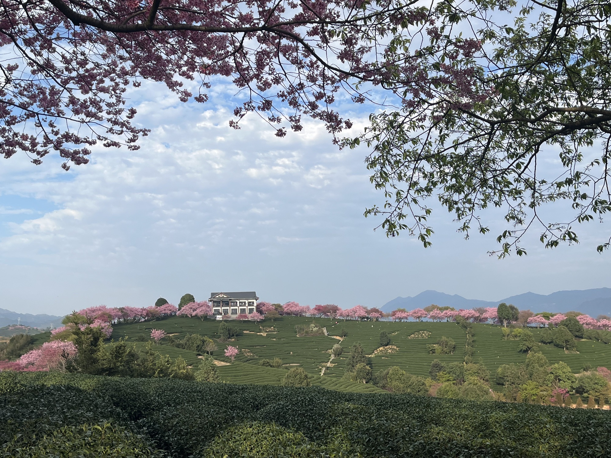 永福台缘山庄樱花园(百福园)旅行图片 3