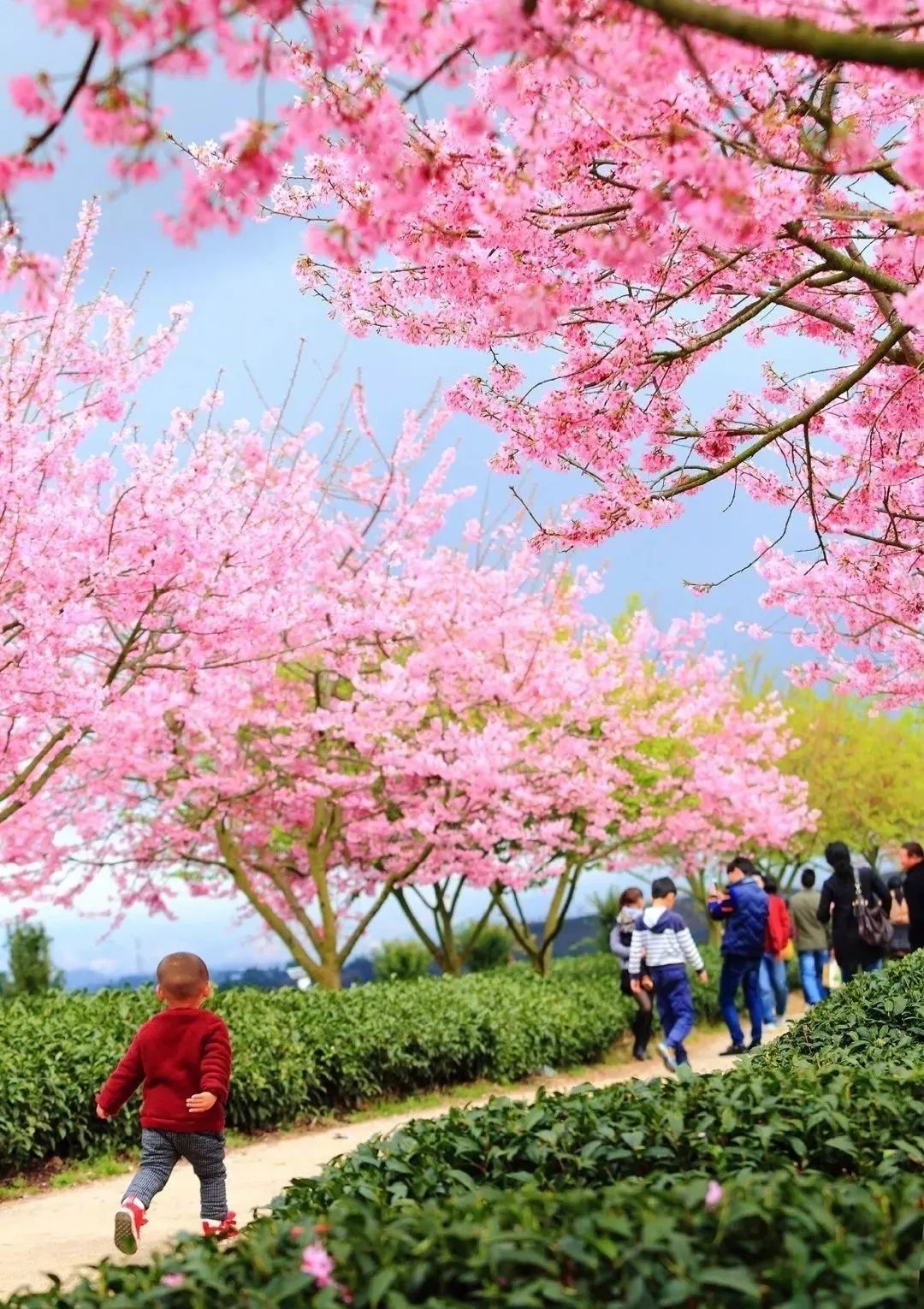 永福台缘山庄樱花园(百福园)旅行图片 3