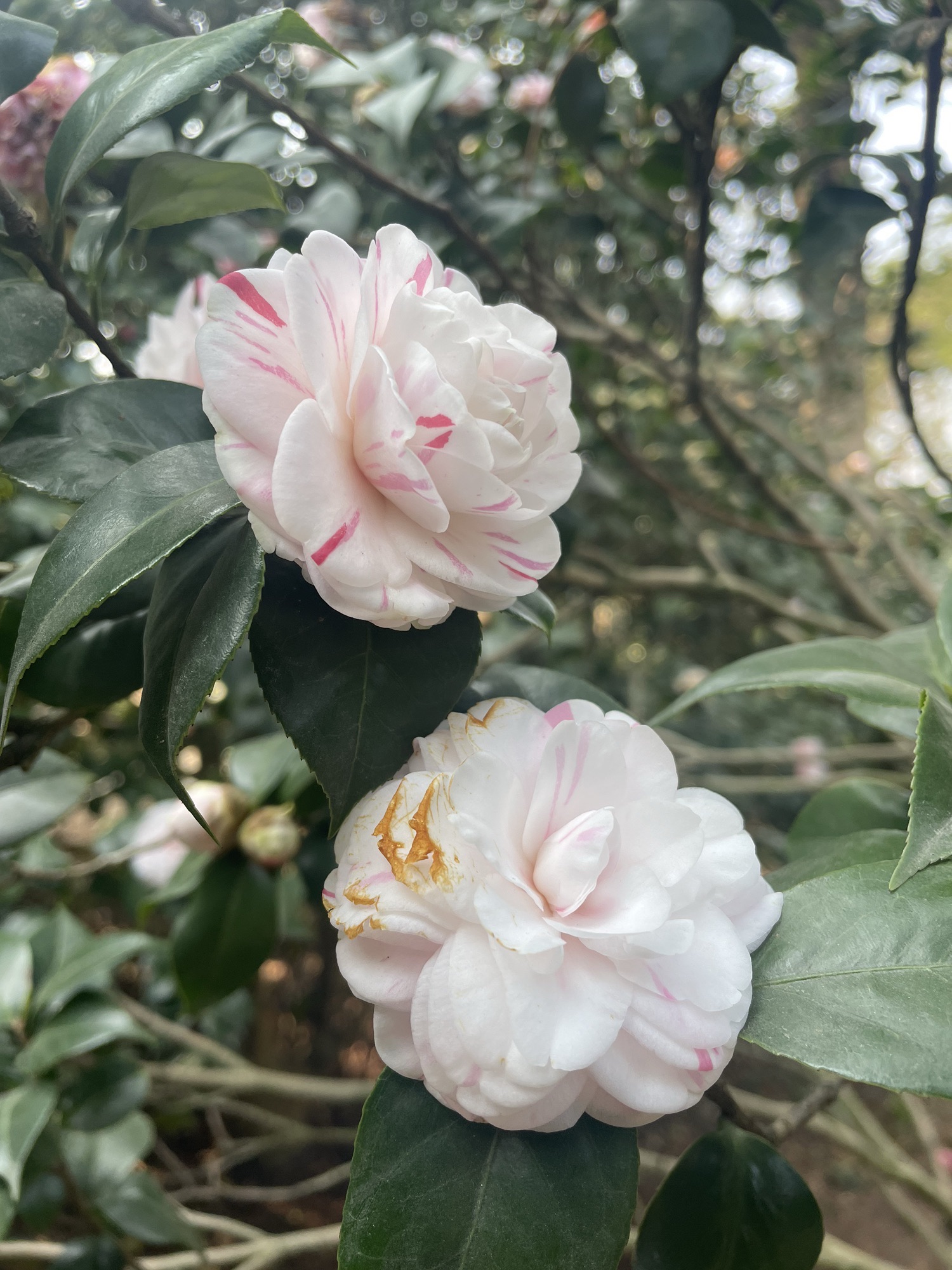 佛山植物园旅行图片 3