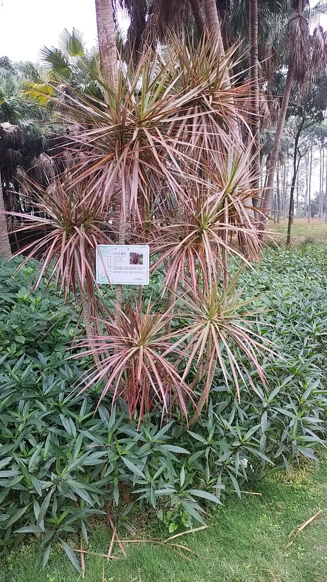 佛山植物园旅行图片 3