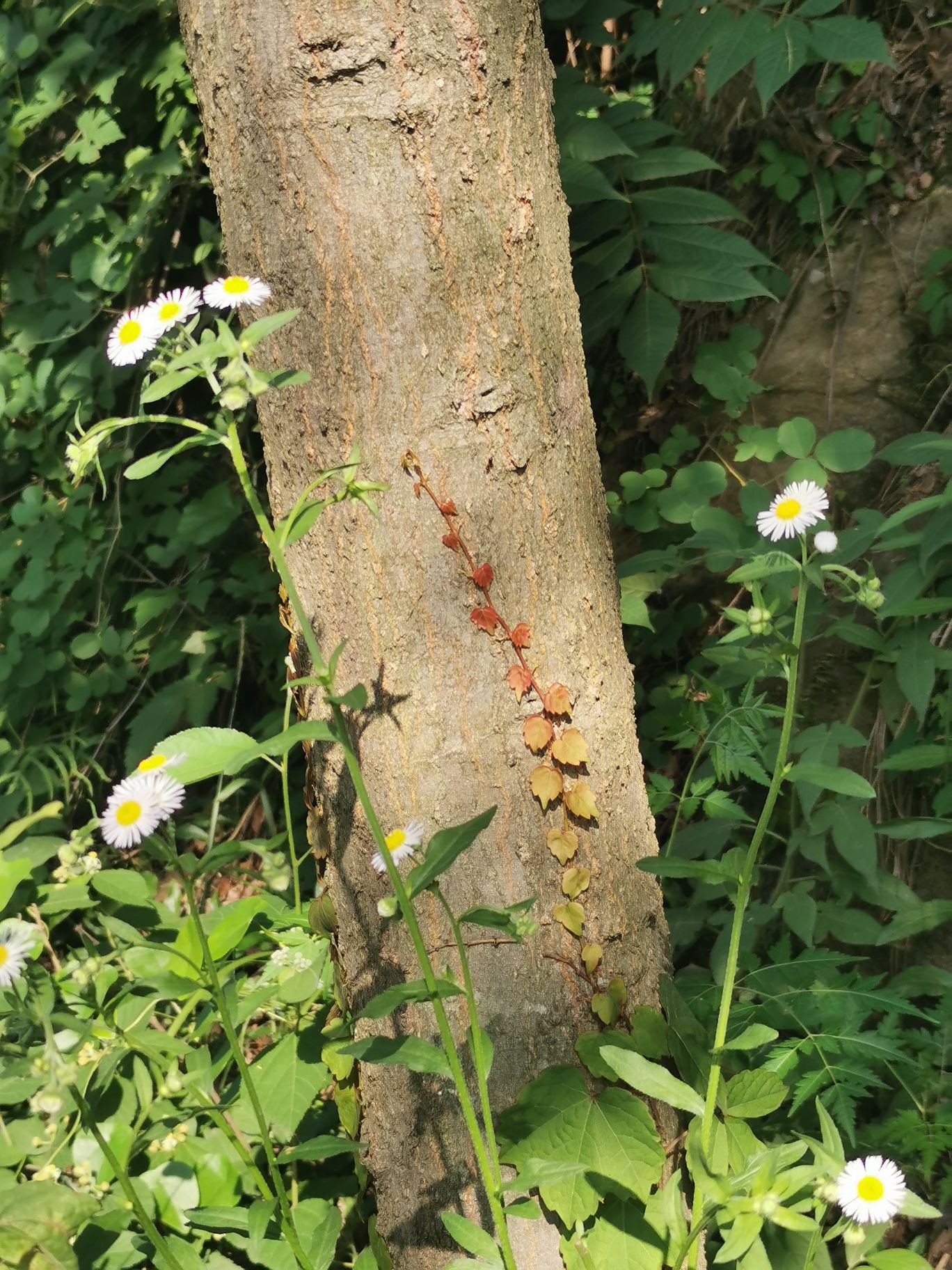 翠屏山旅行图片 1