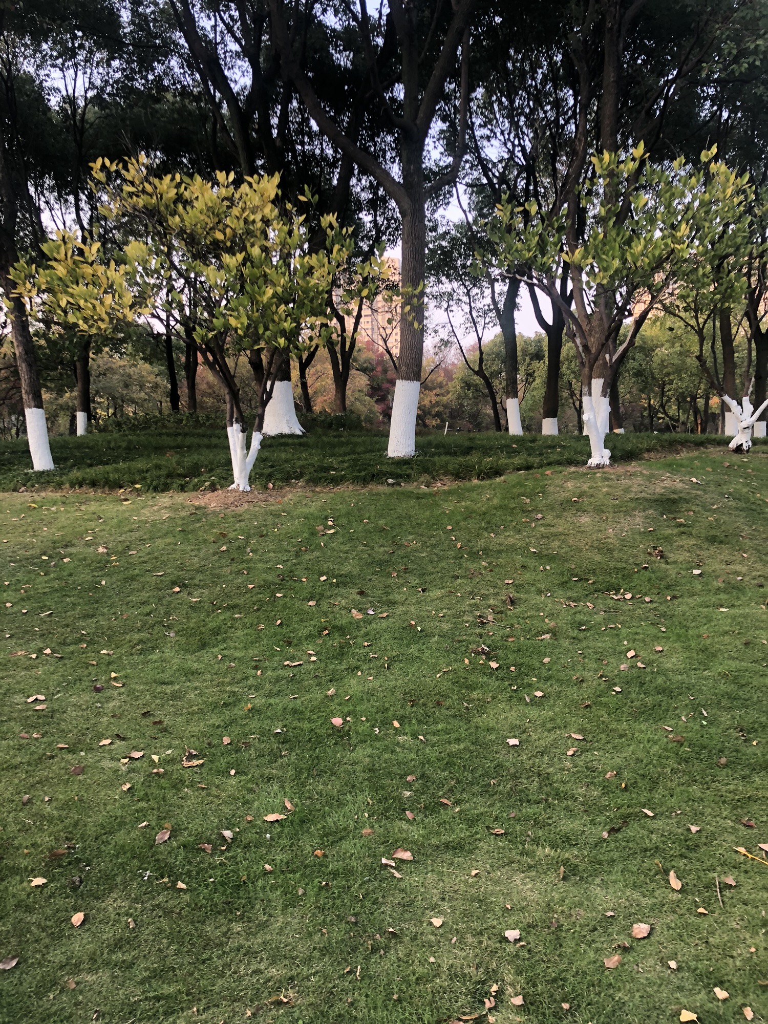 明镜公园旅行图片 3