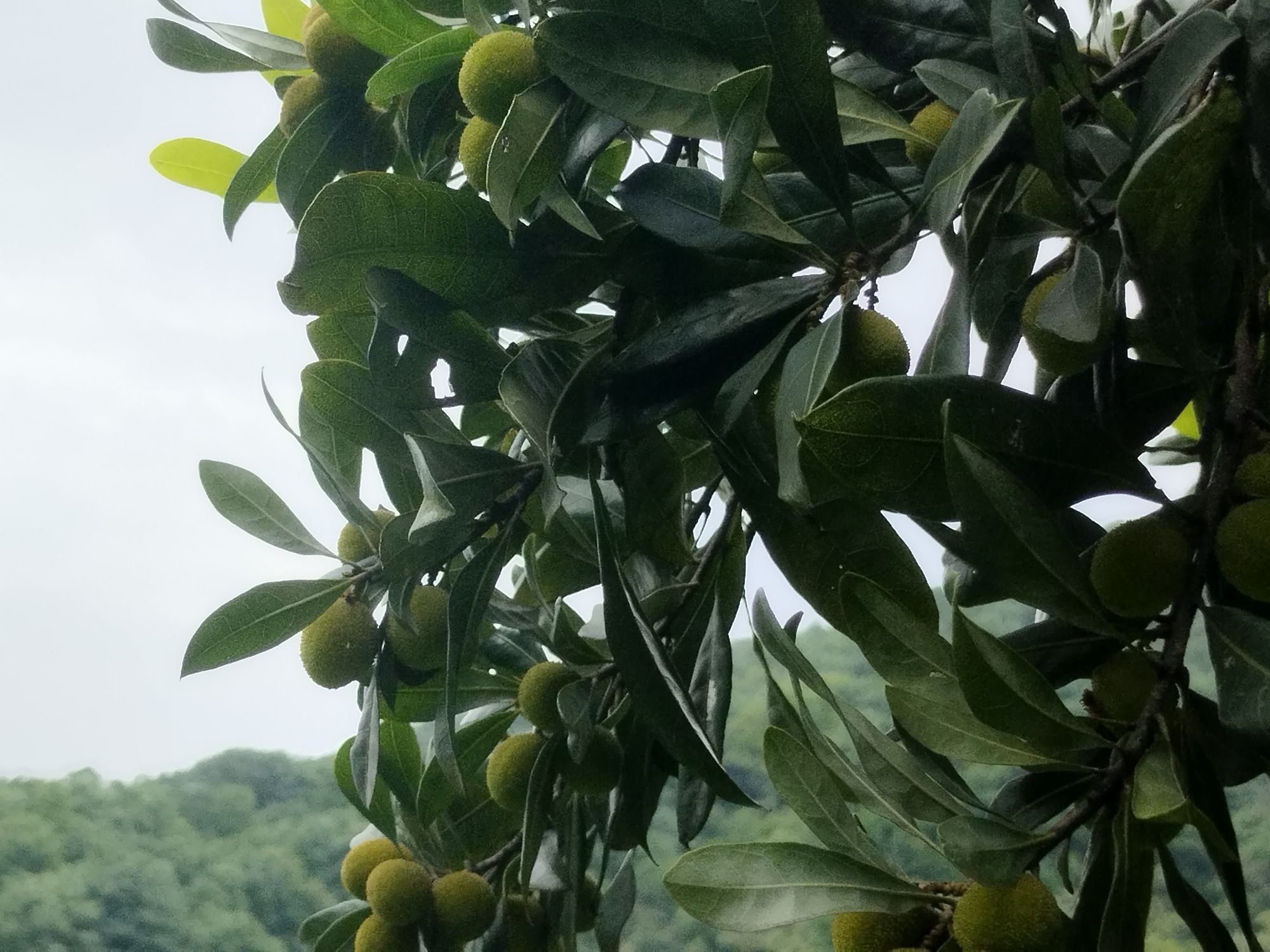 桃花岭景区旅行图片 3