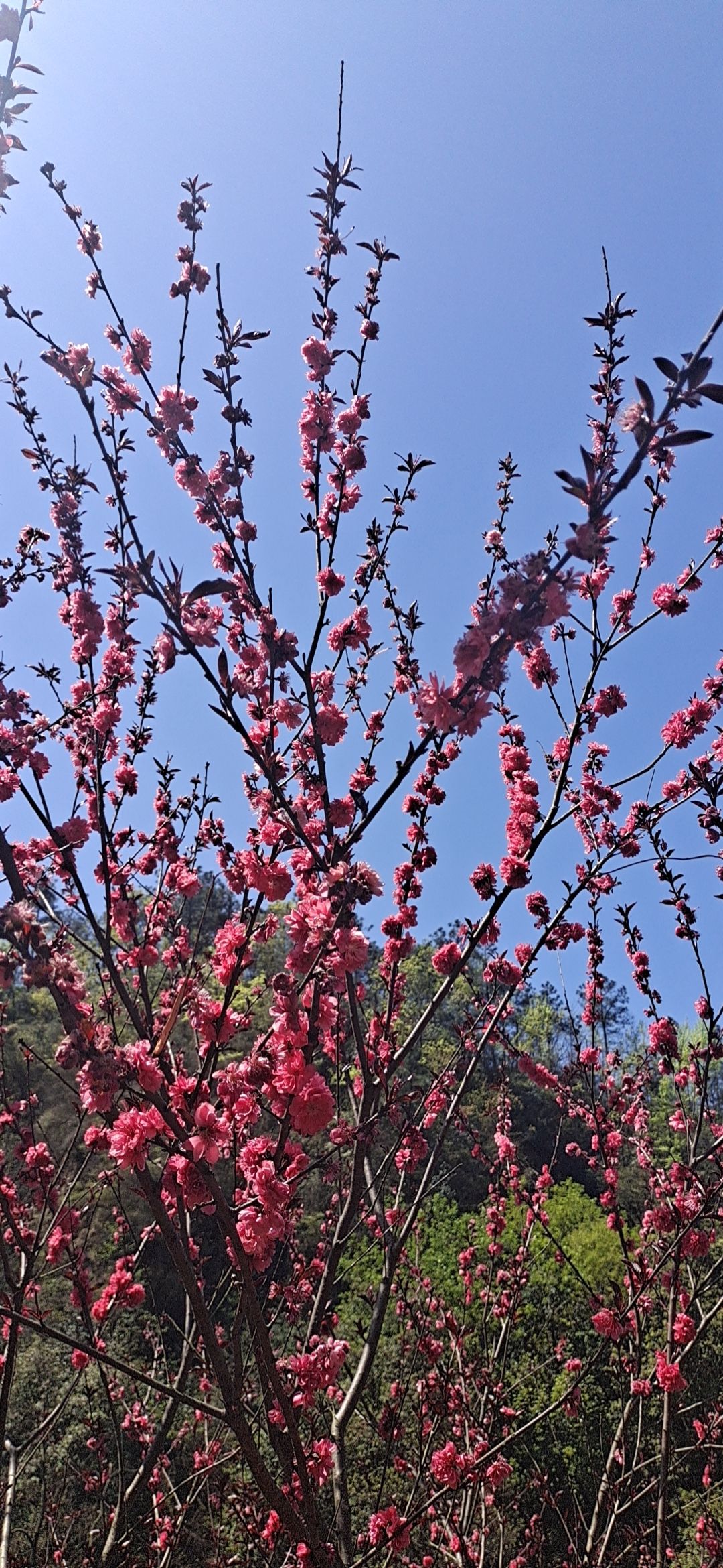 桃花岭景区旅行图片 3
