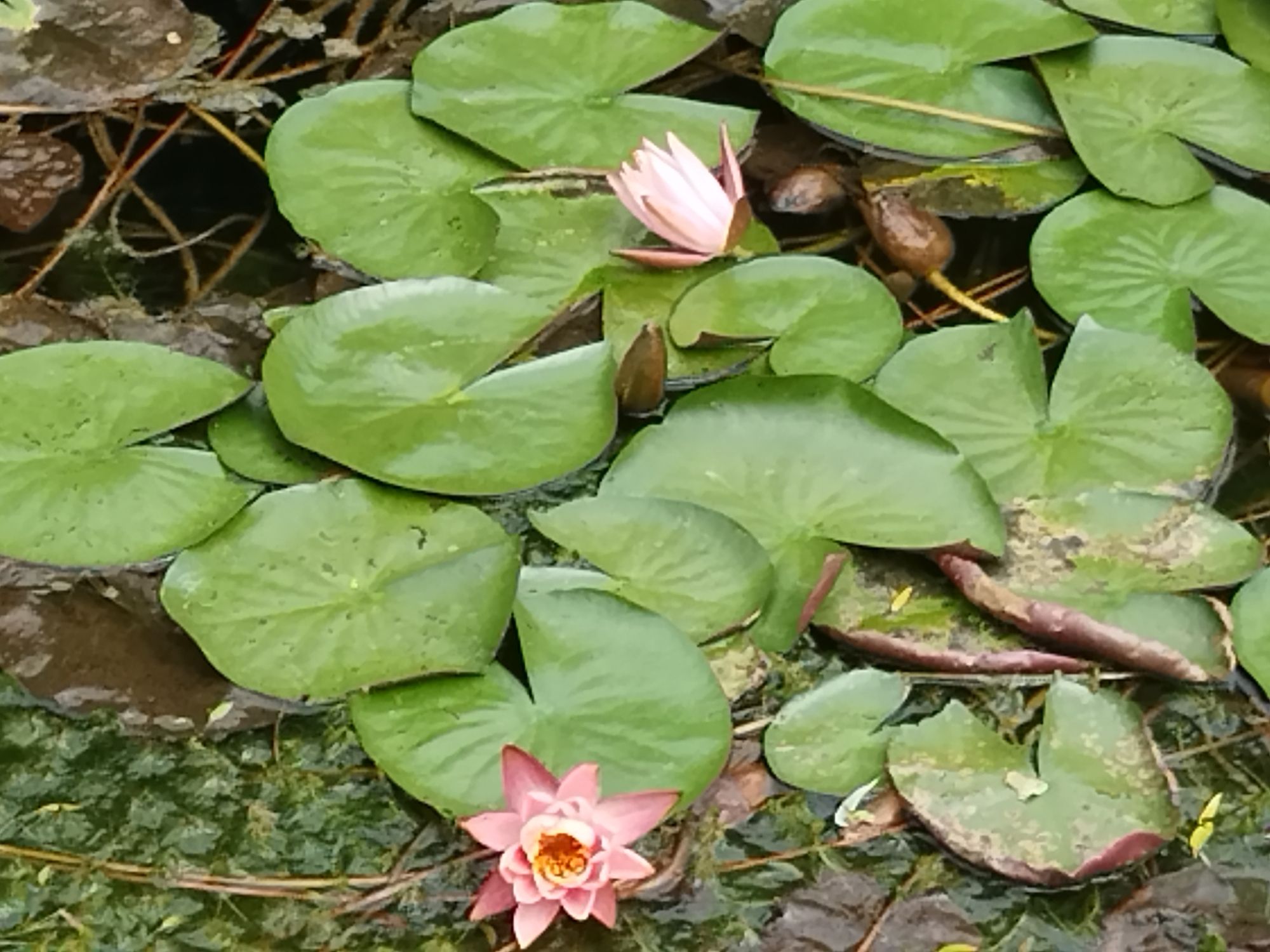 桃花岭景区旅行图片 2