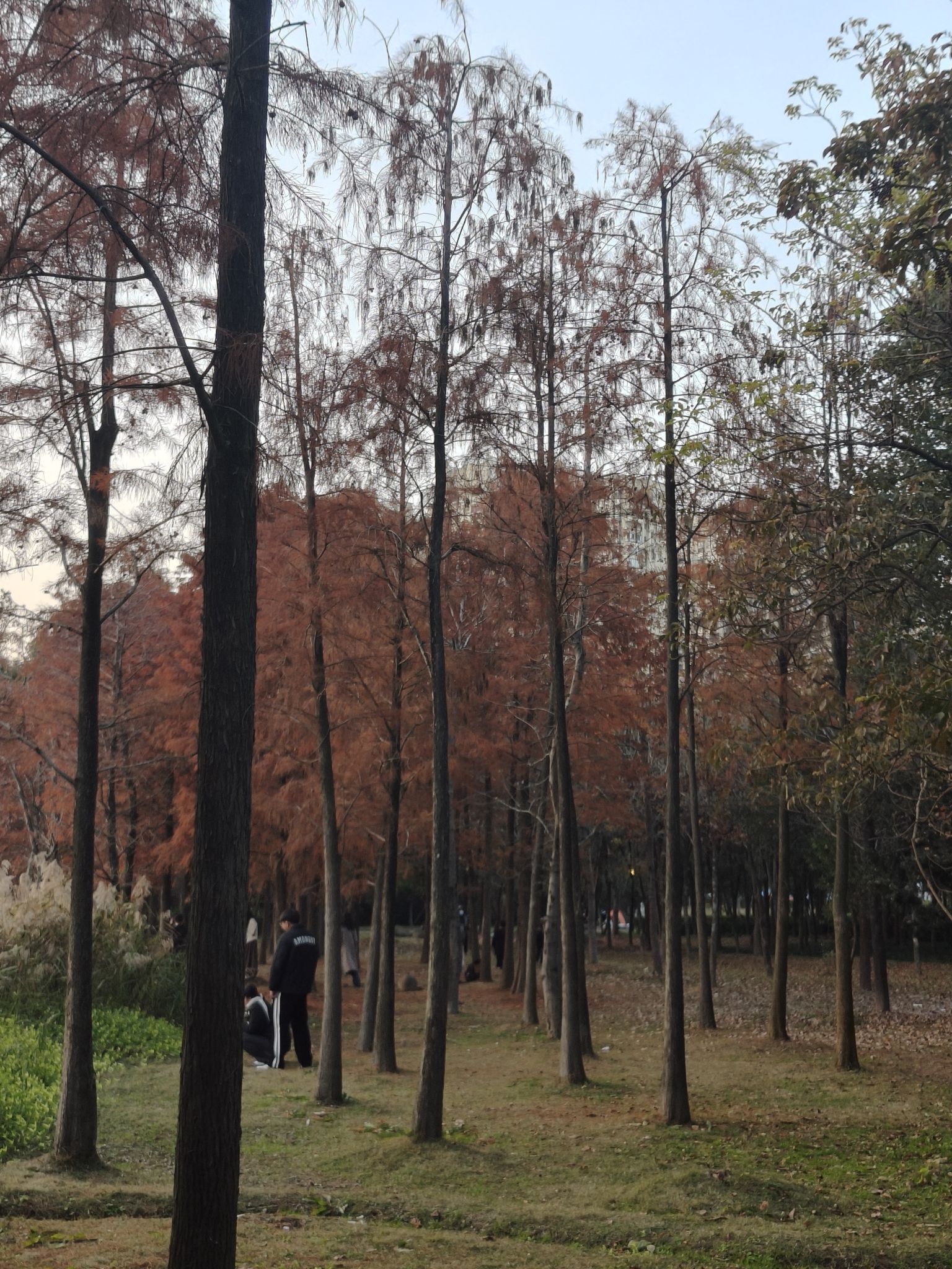 北岸公园旅行图片 2