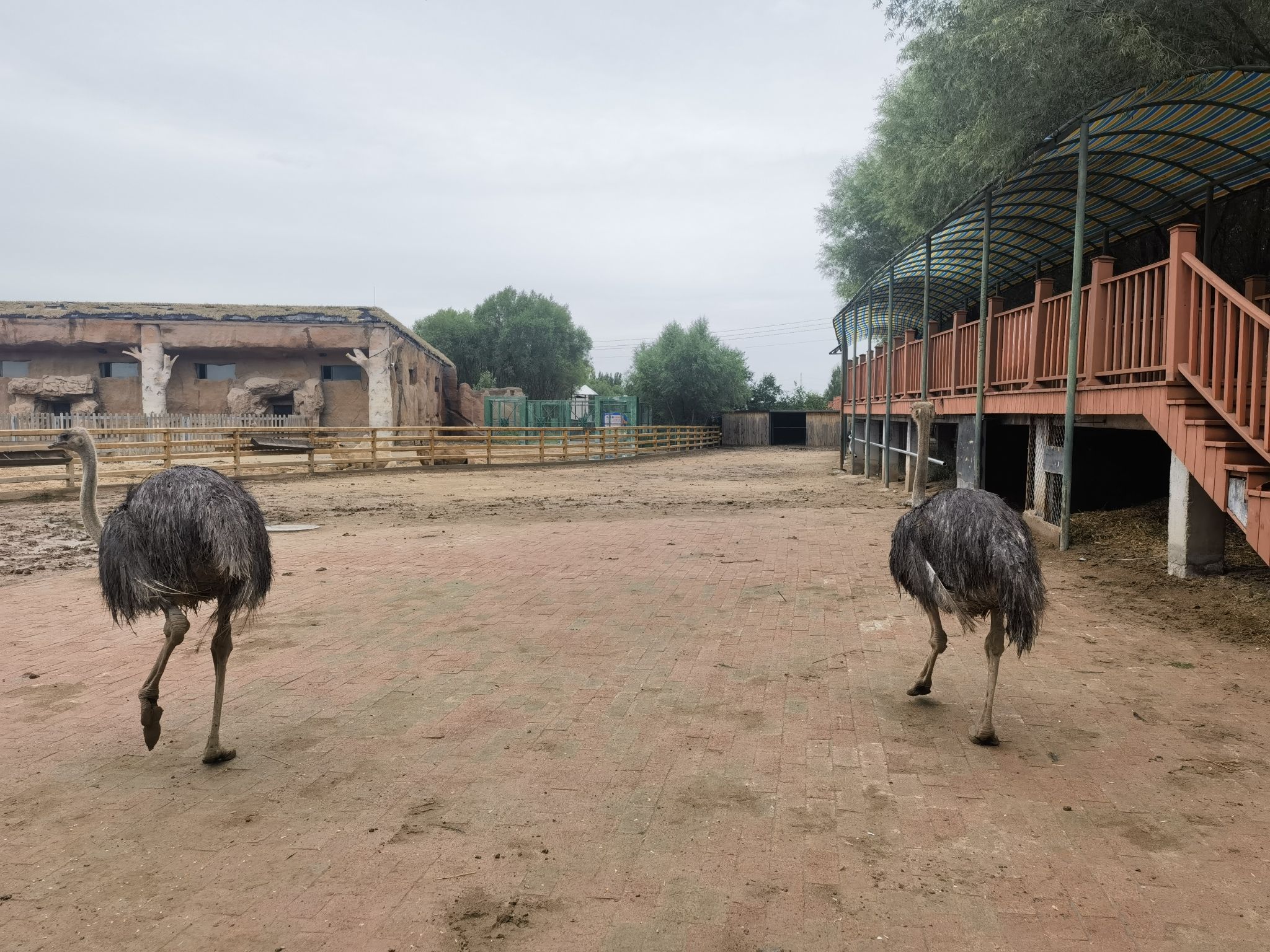 斑马羚羊鸵鸟苑旅行图片 2