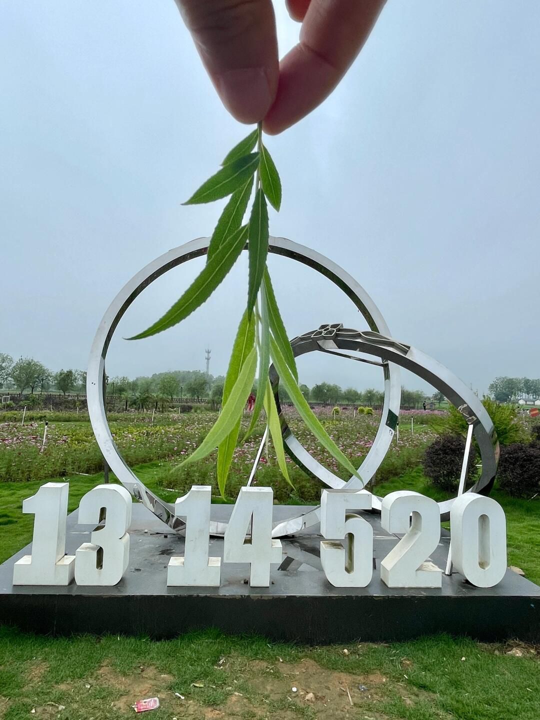 横州市茉莉花文化公园旅行图片 2