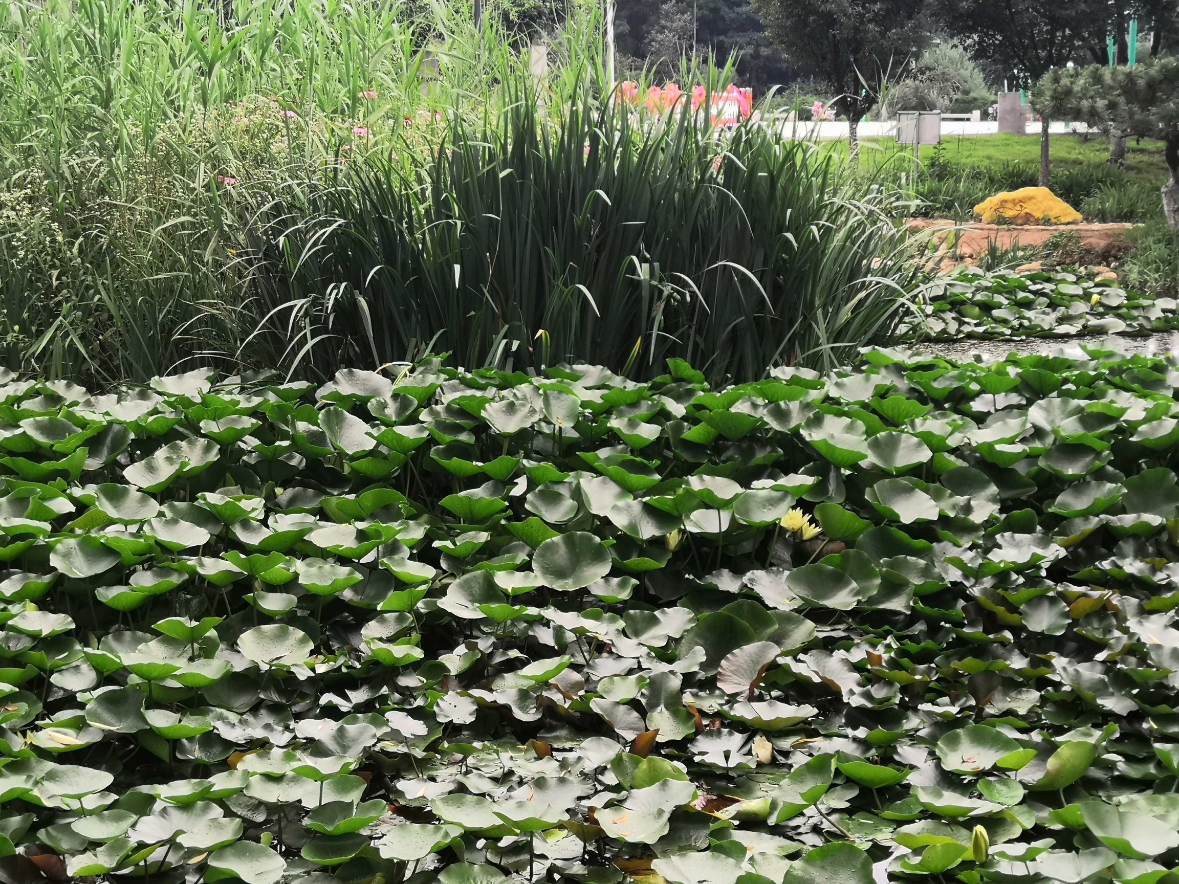 植物园旅行图片 1