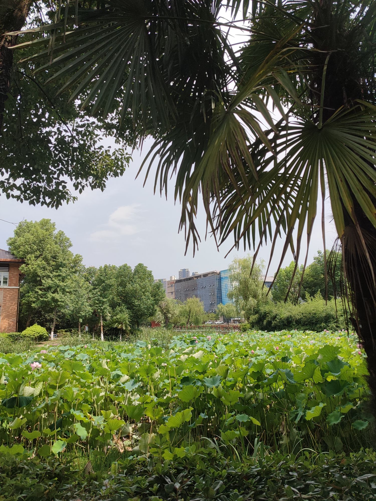 常青花园中心公园旅行图片 2