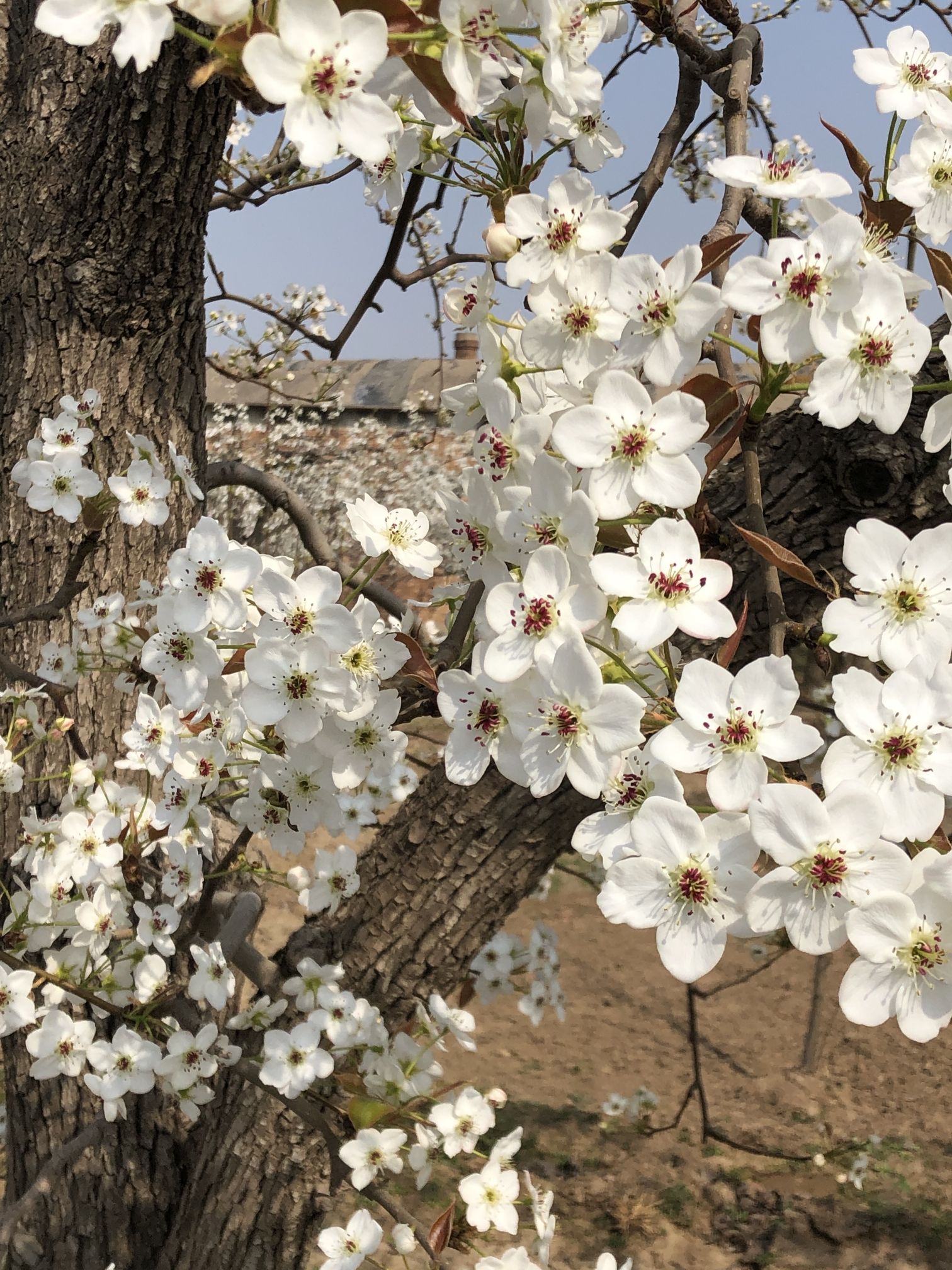 梨香花海观光园旅行图片 2