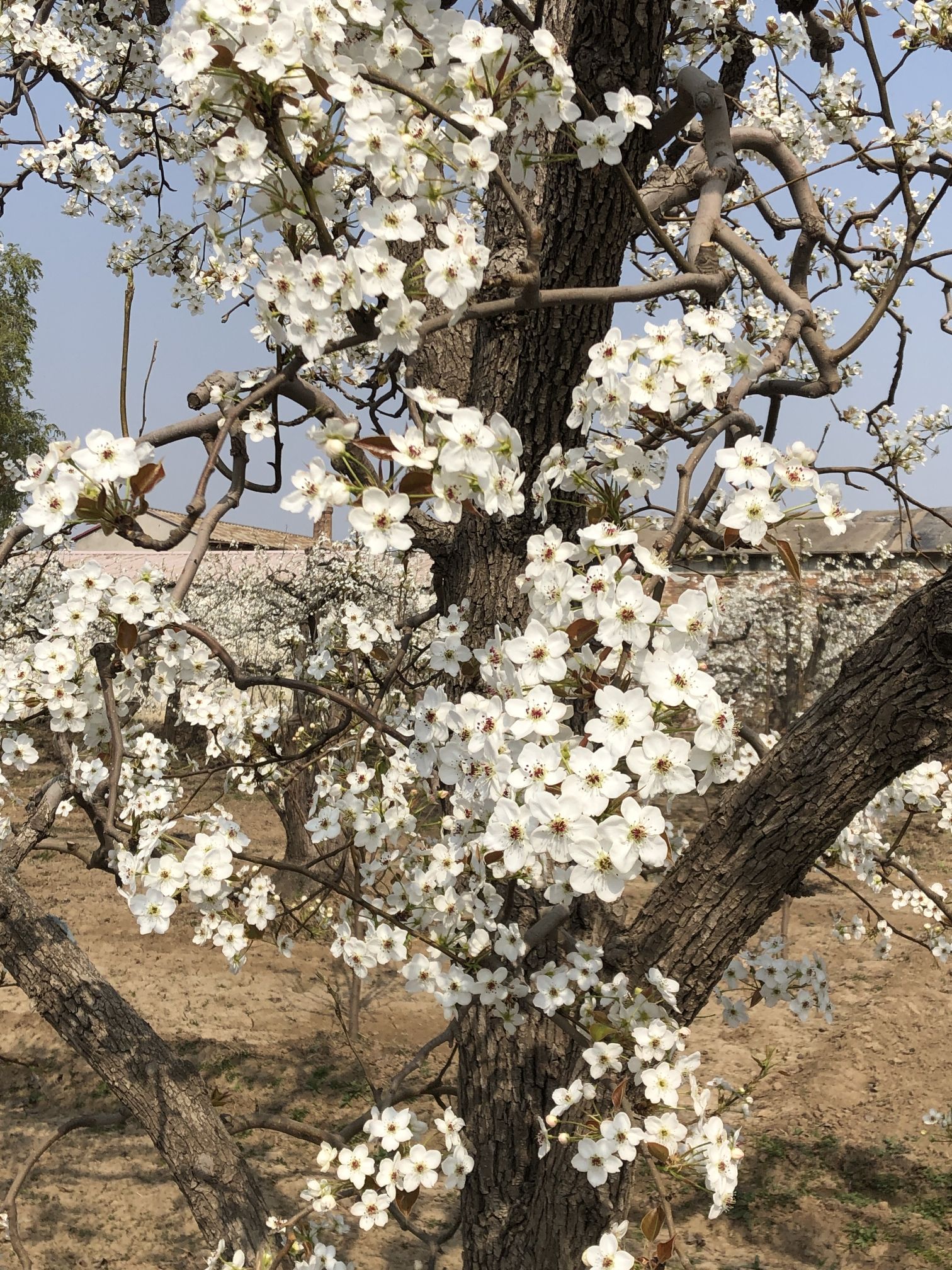 梨香花海观光园旅行图片 1