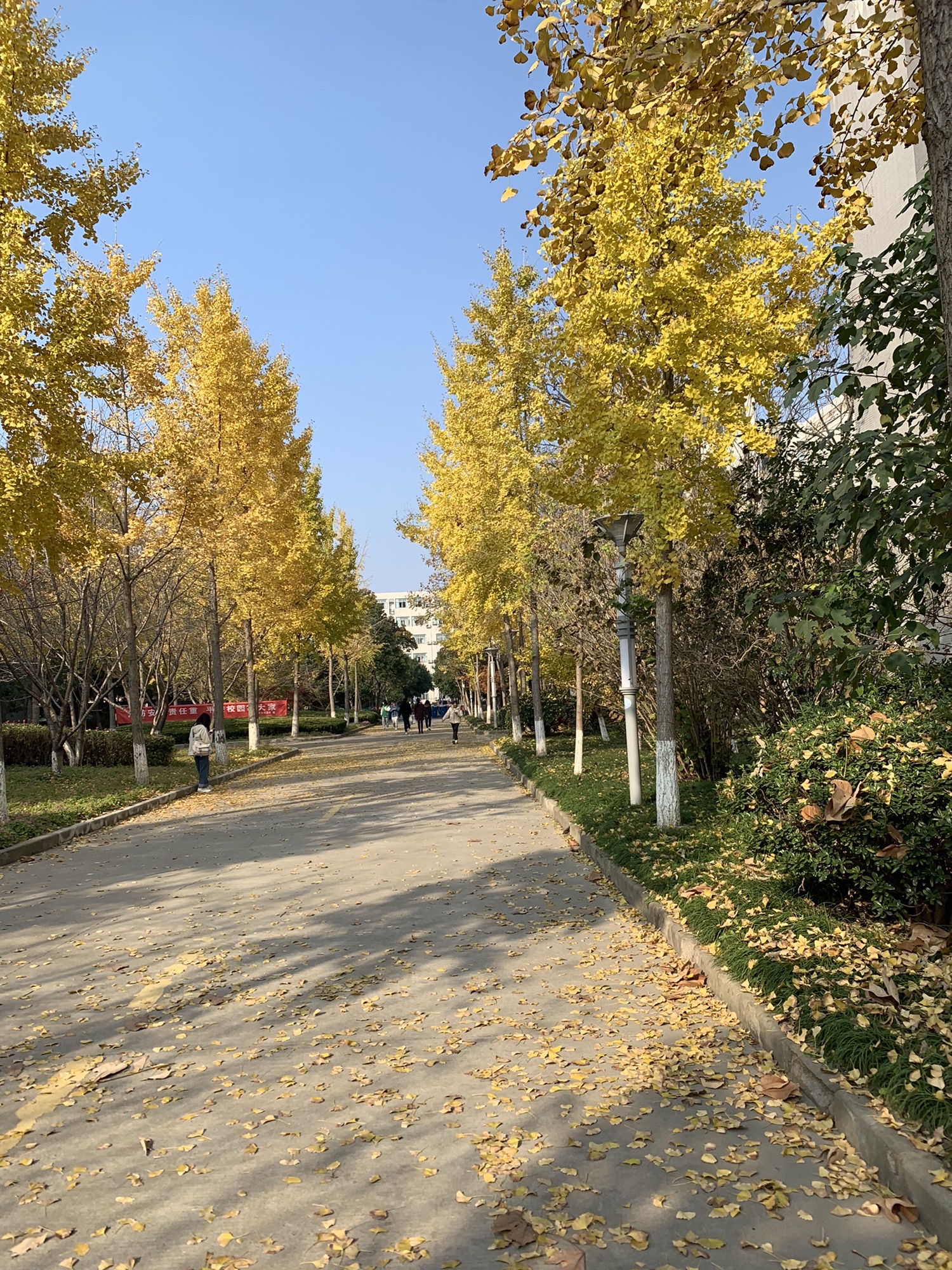 丽都公园旅行图片 1