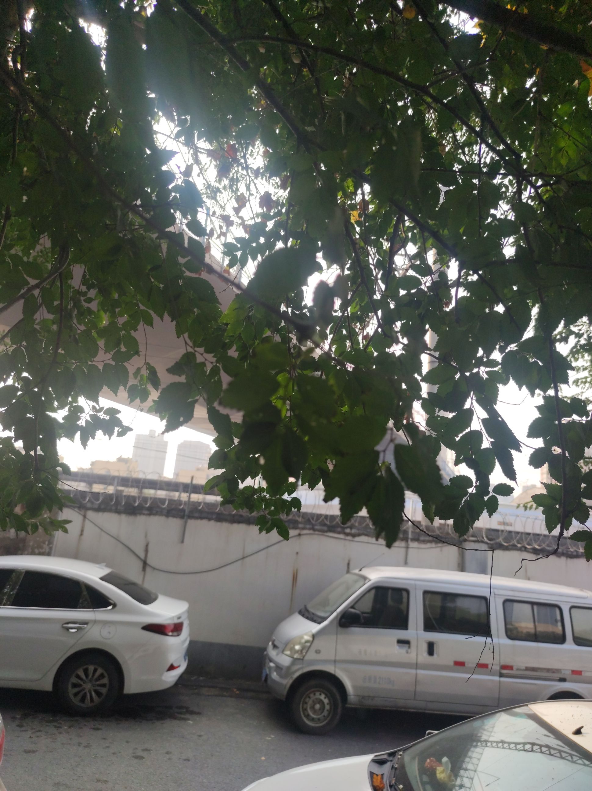 解放路游园旅行图片 1