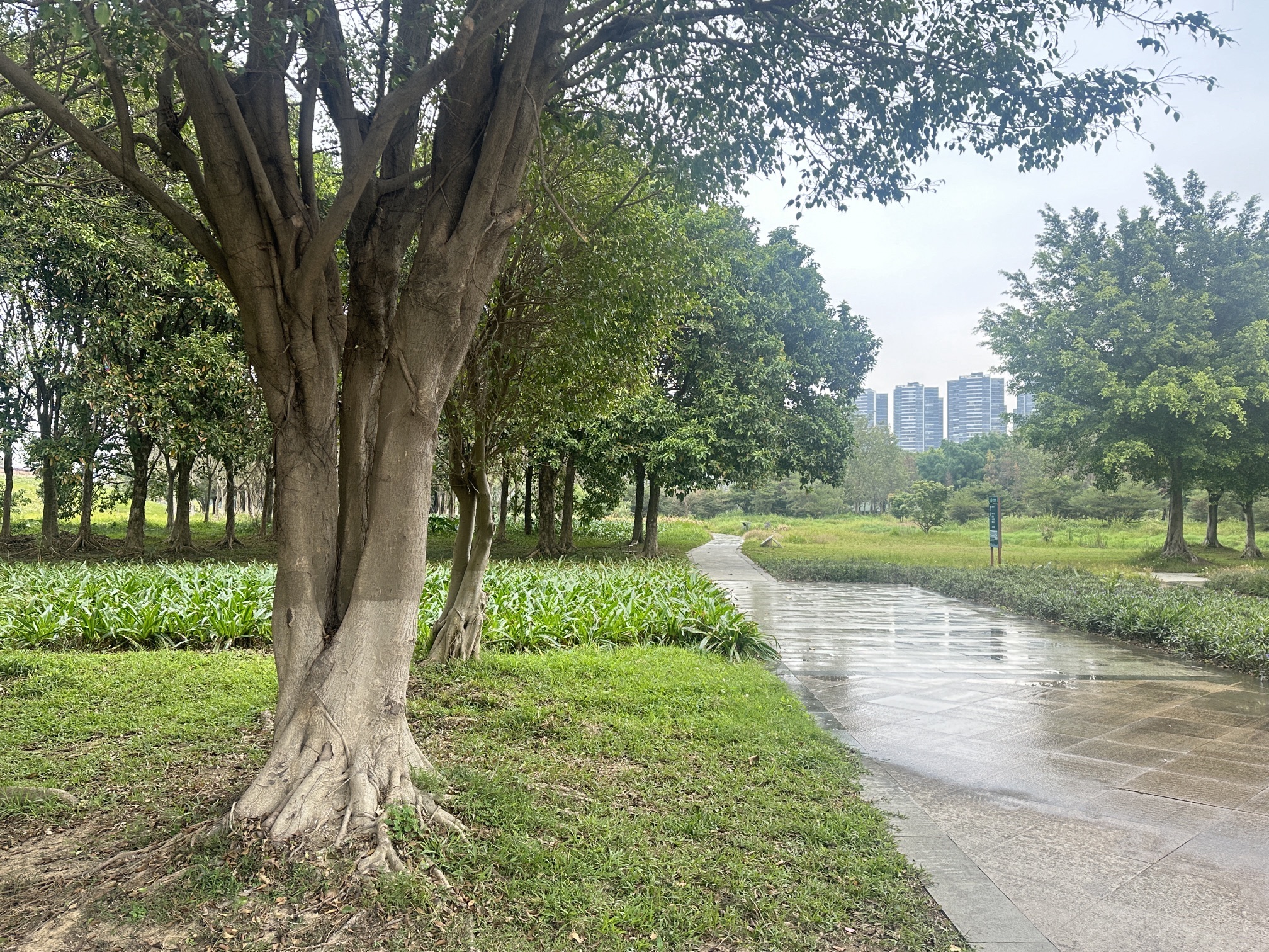 绿岛湖湿地公园旅行图片 3