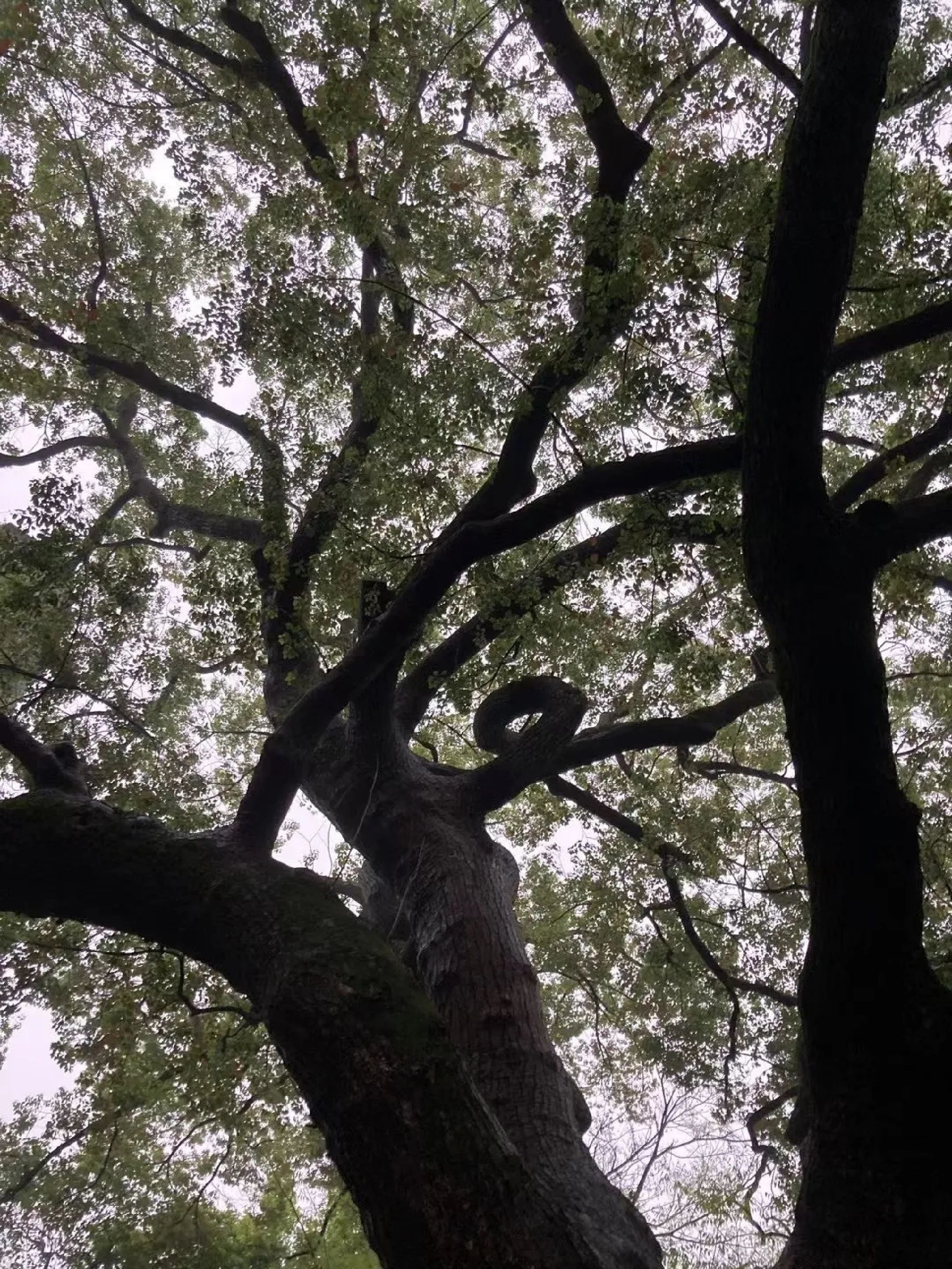 塔山公园旅行图片 1