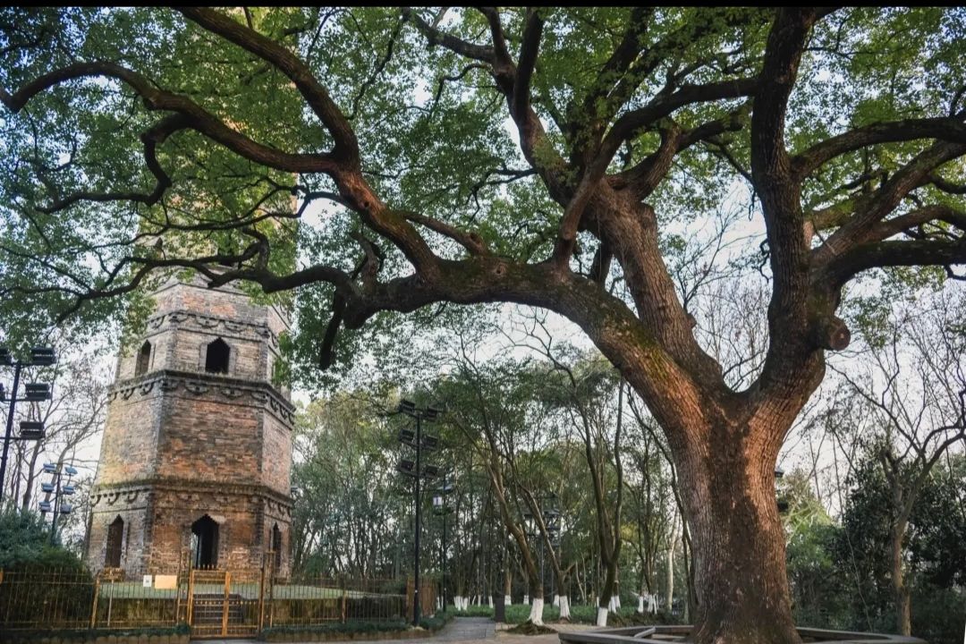 塔山公园旅行图片 3