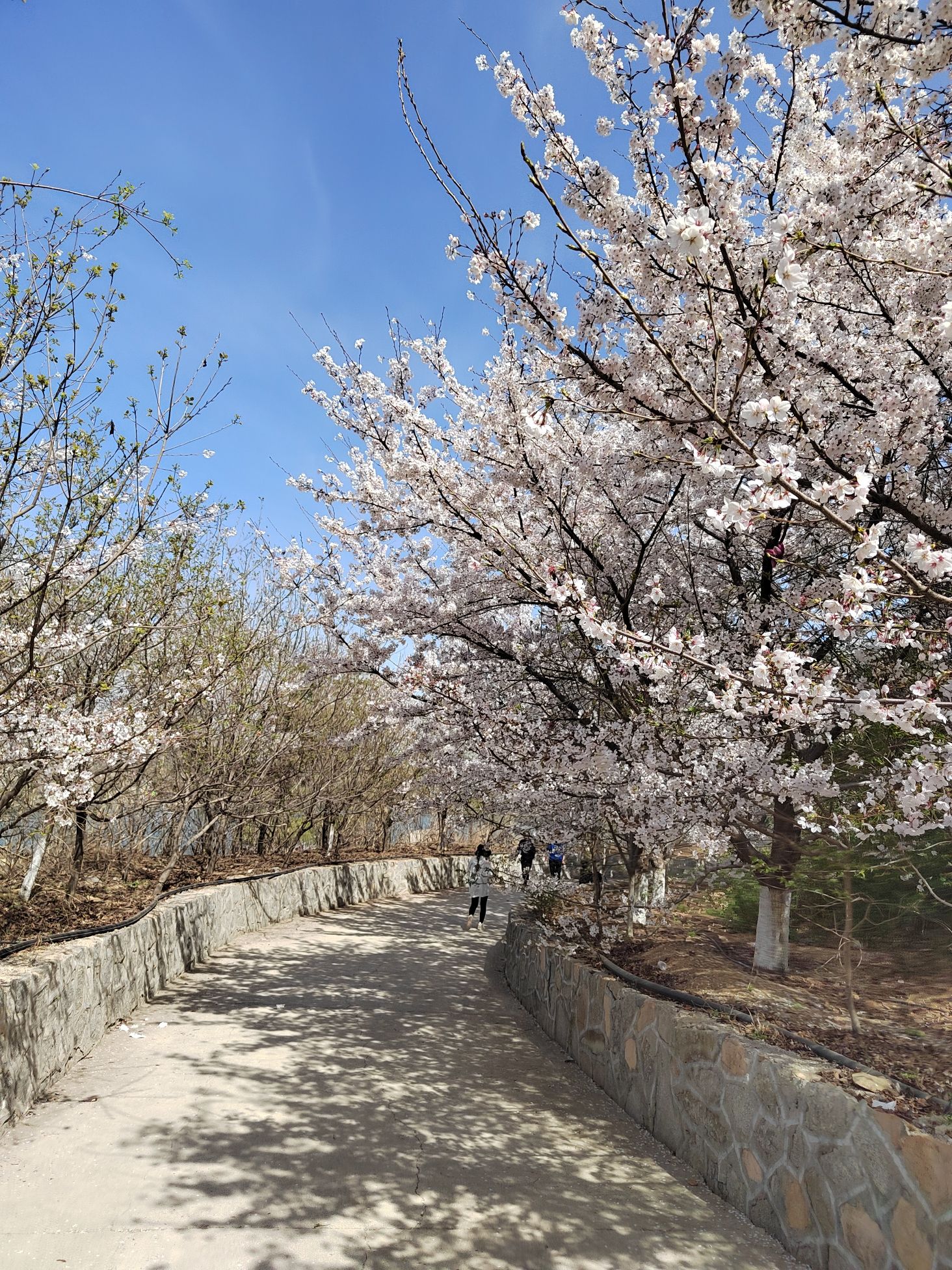 樱花山风景区旅行图片 1