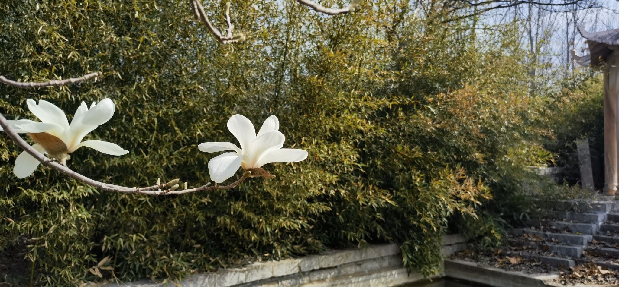 樱花山风景区旅行图片 3