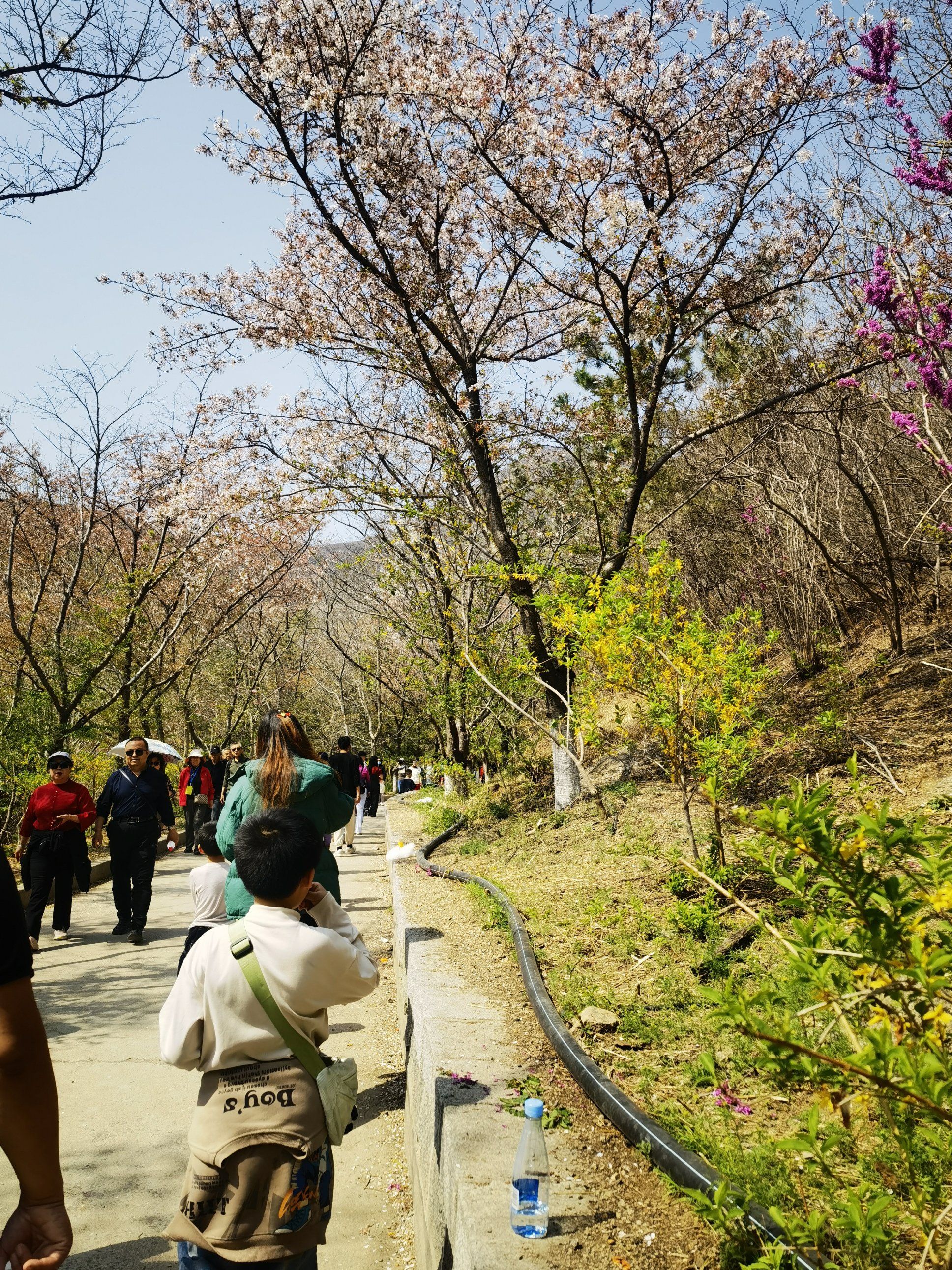 樱花山风景区旅行图片 2