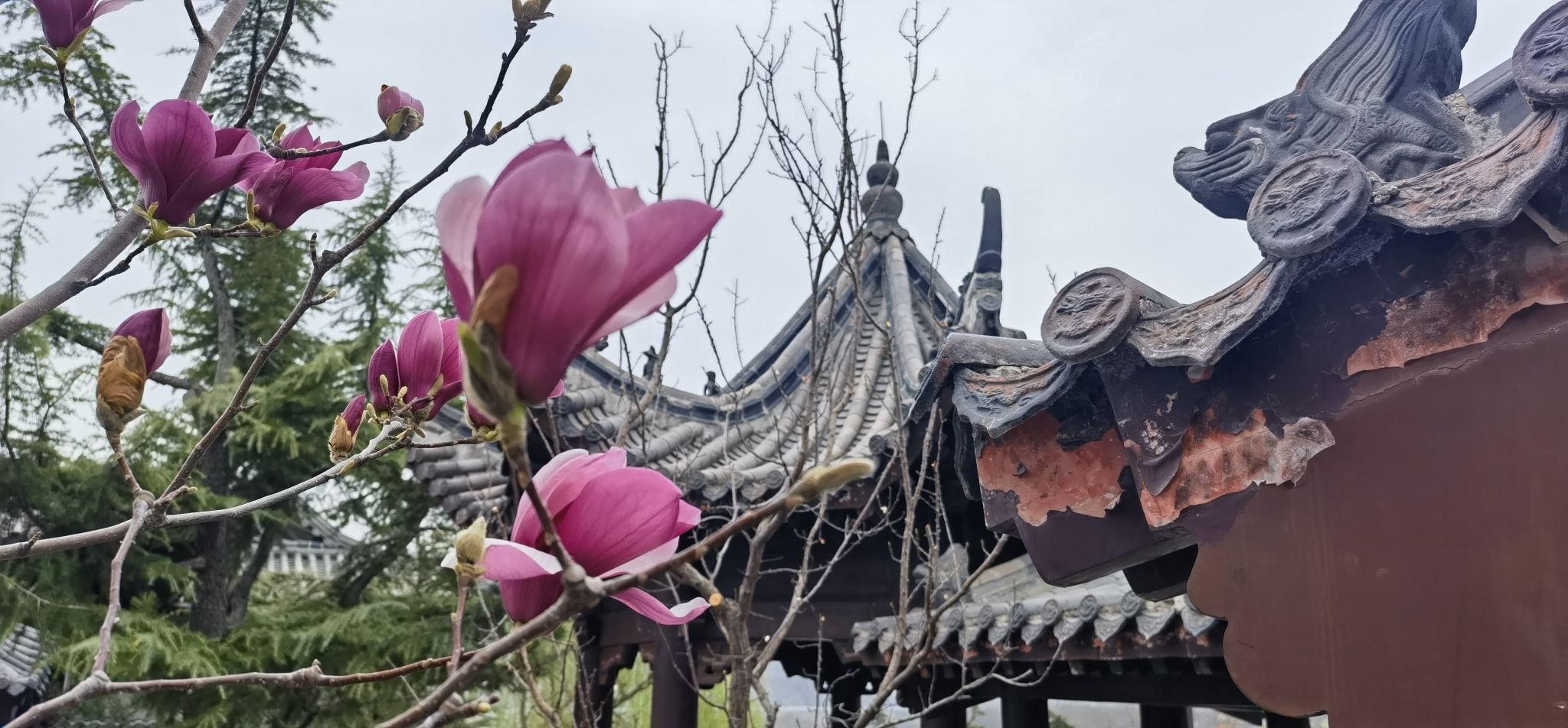 樱花山风景区旅行图片 1