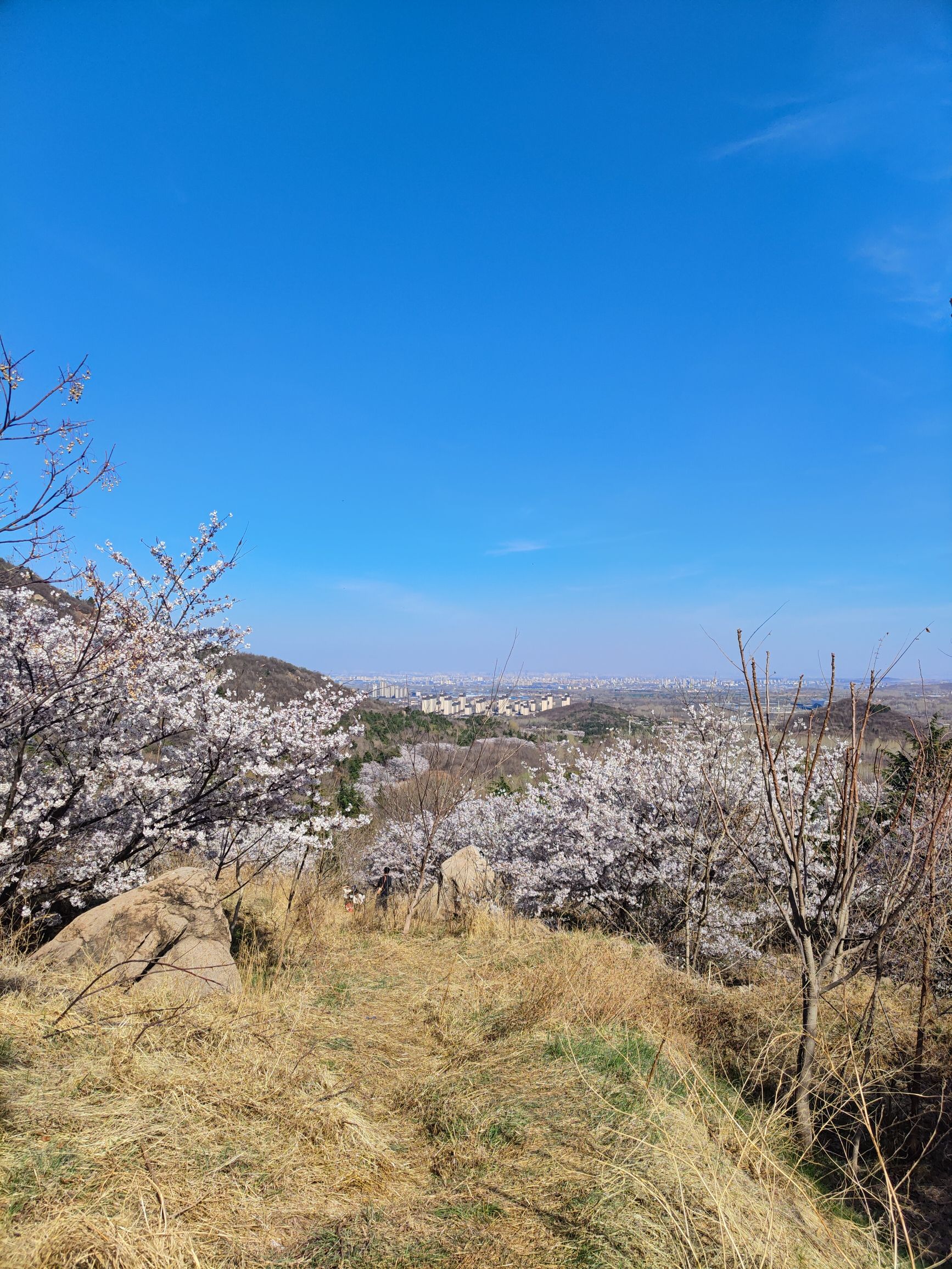 樱花山风景区旅行图片 3