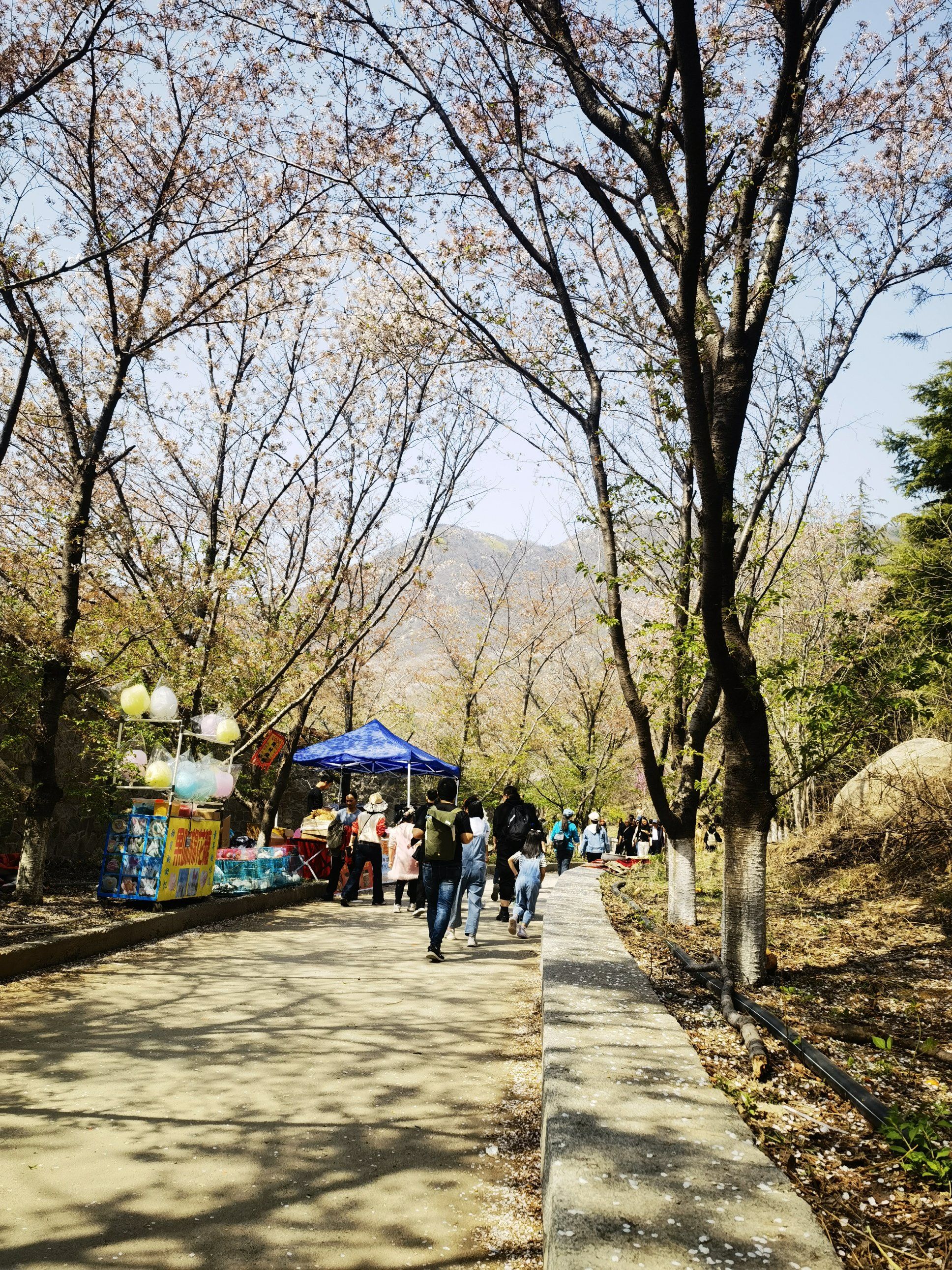 樱花山风景区旅行图片 3