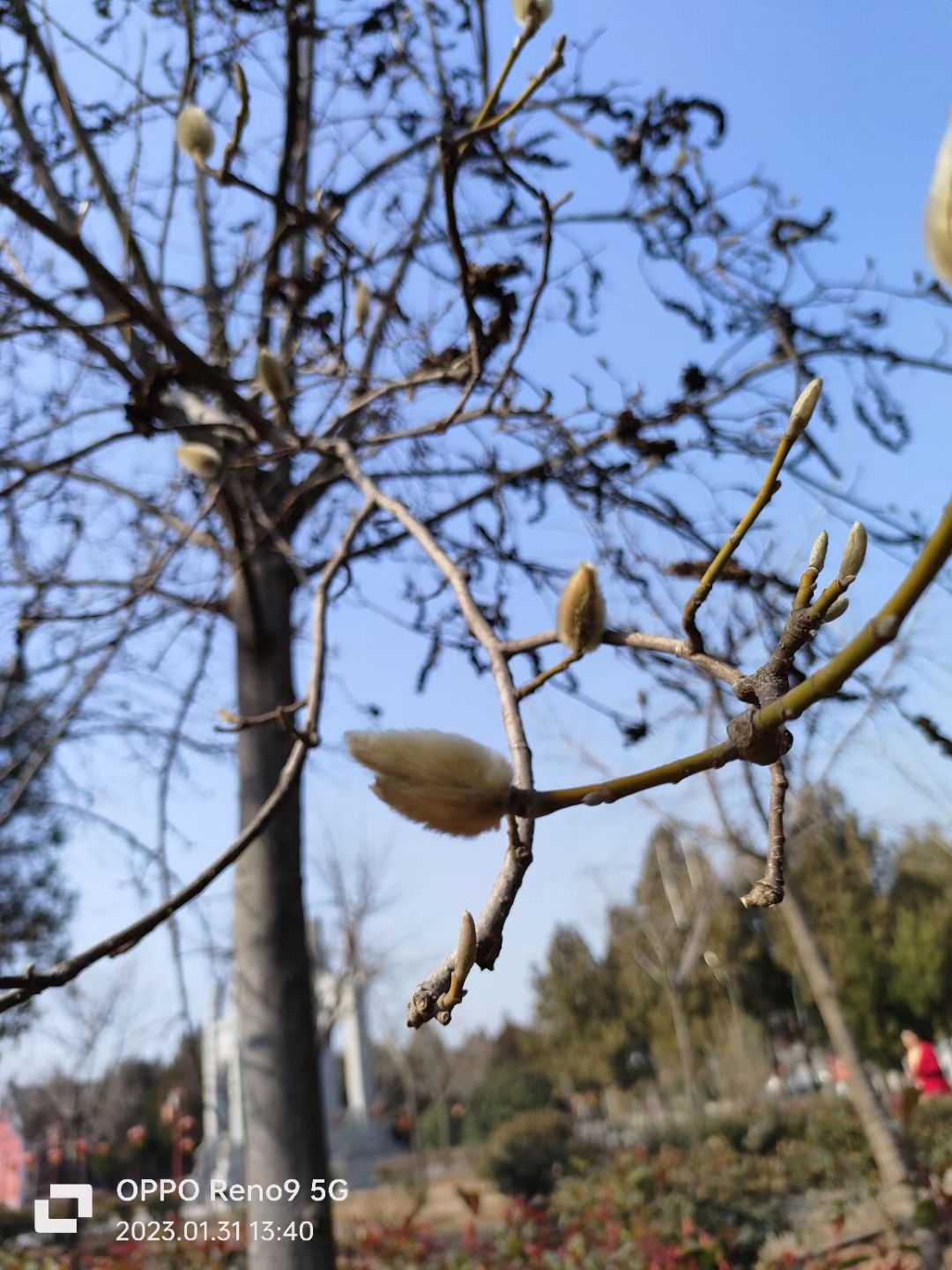 百宁岗旅行图片 1
