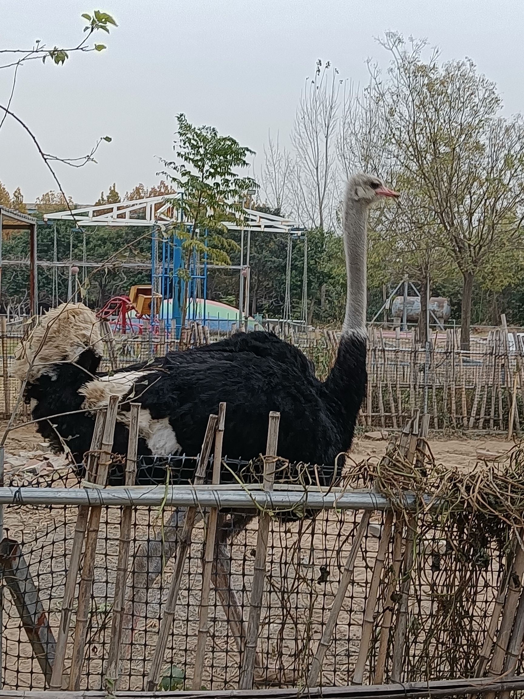 百宁岗旅行图片 2