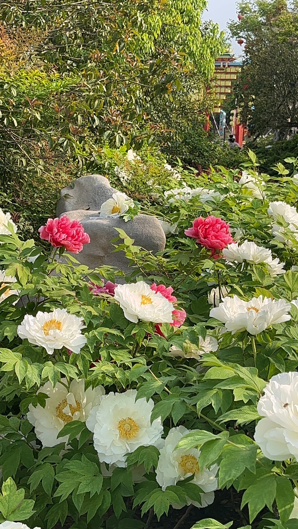 百宁岗旅行图片 2