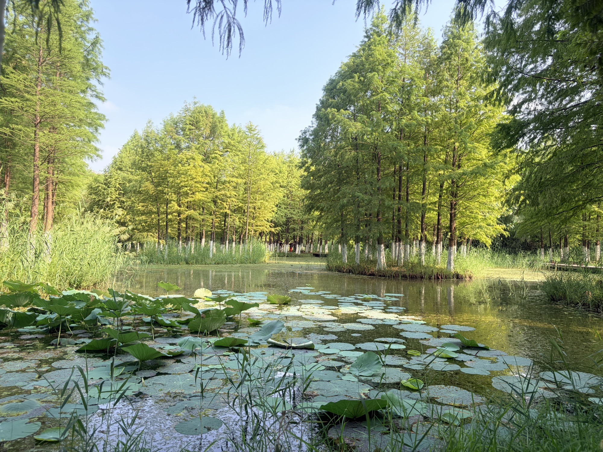 丁塘河湿地公园
