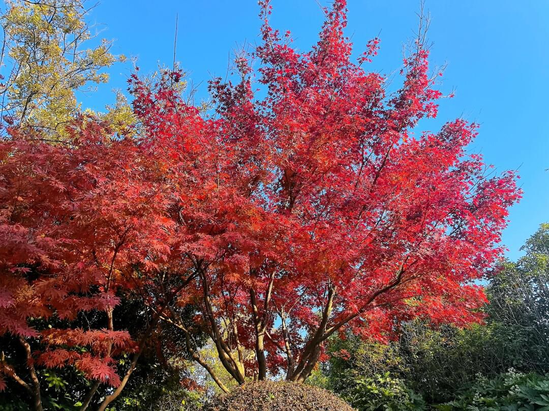 丁塘河湿地公园旅行图片 3