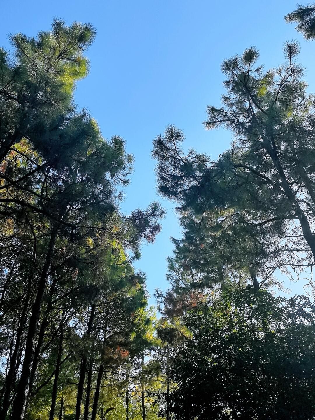 丁塘河湿地公园旅行图片 2