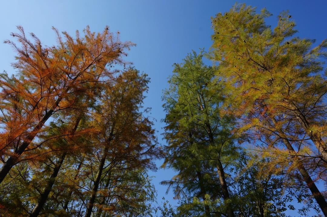 丁塘河湿地公园旅行图片 1