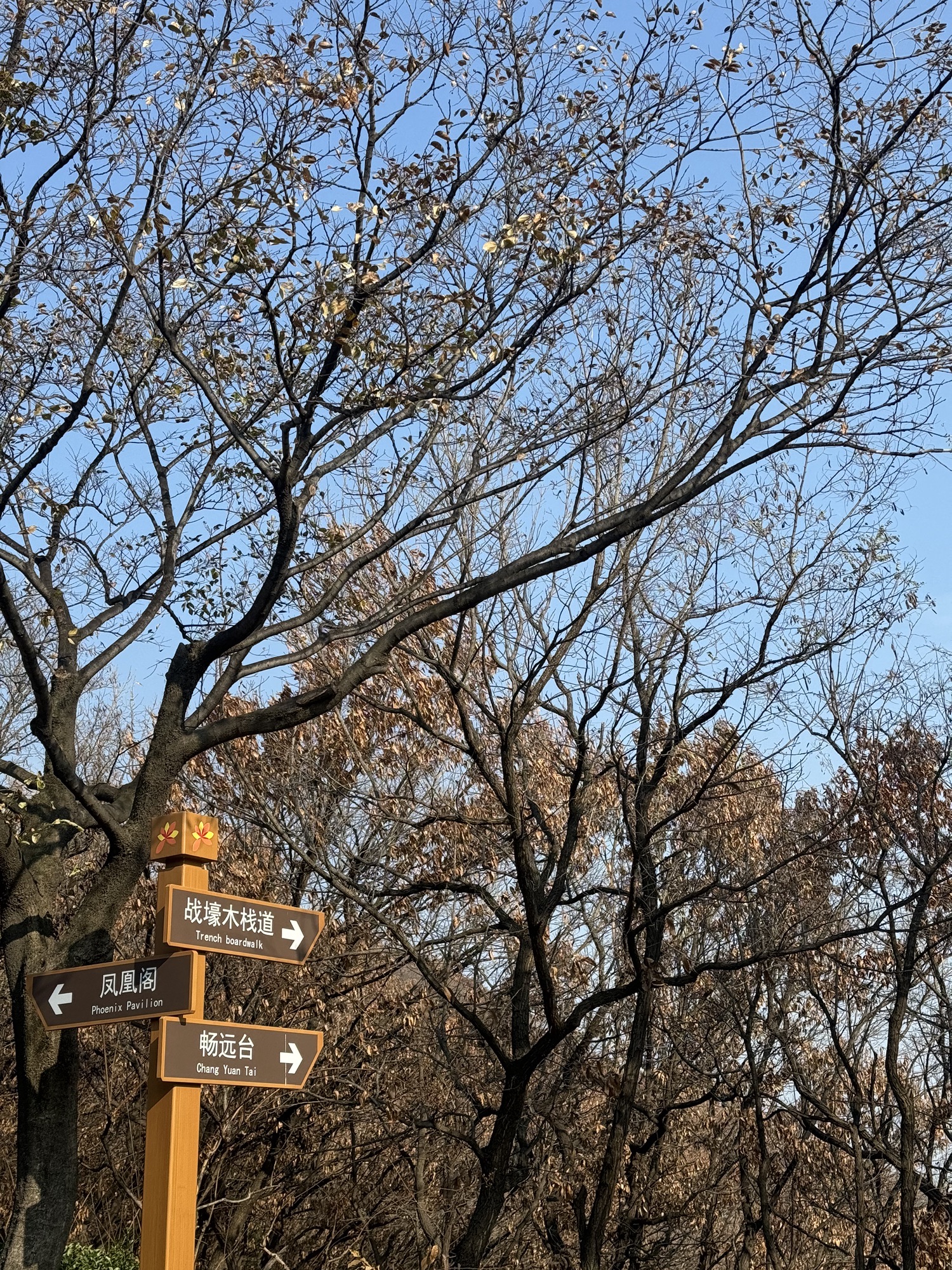 凤凰山公园旅行图片 3