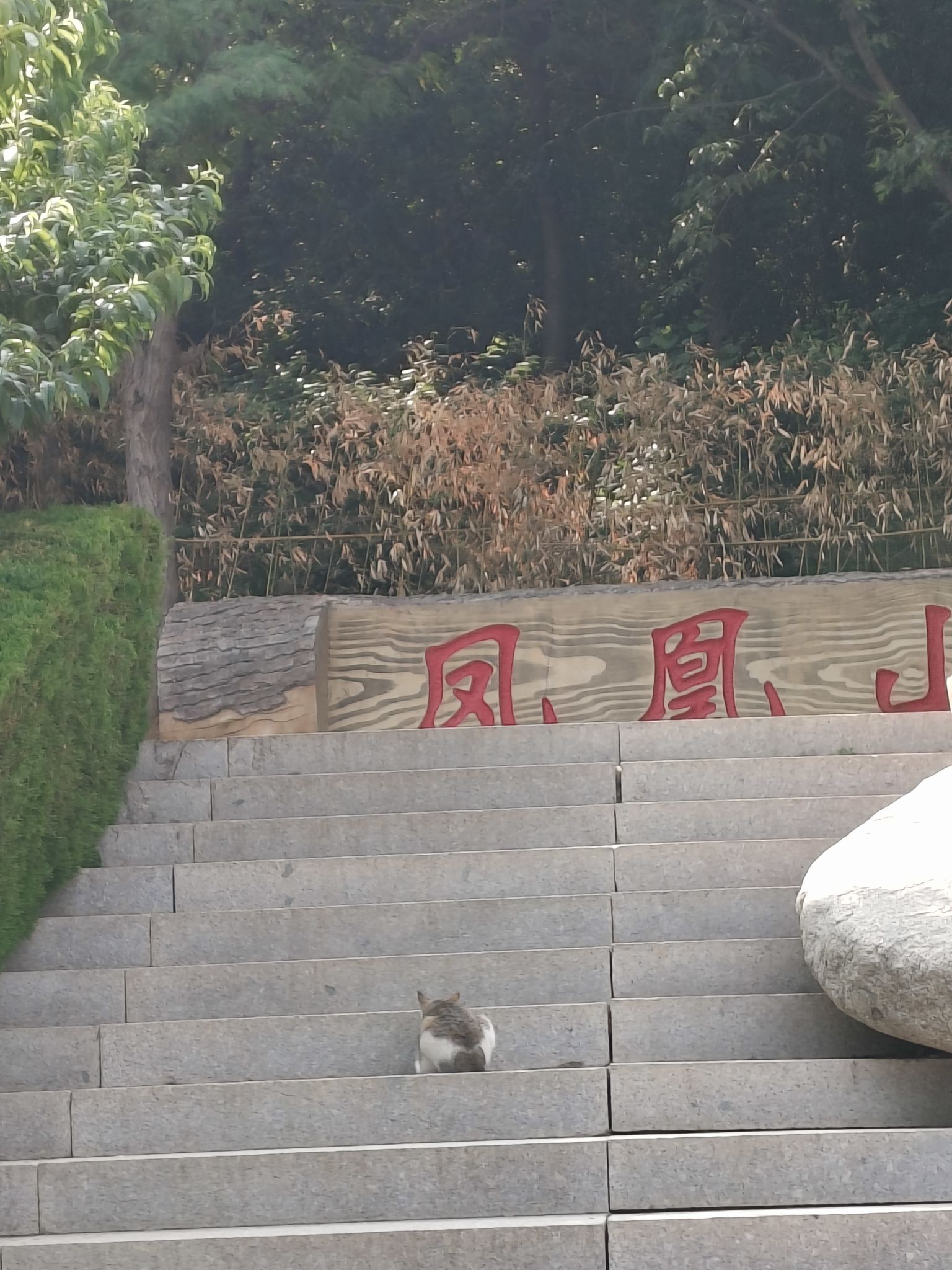 凤凰山公园旅行图片 3