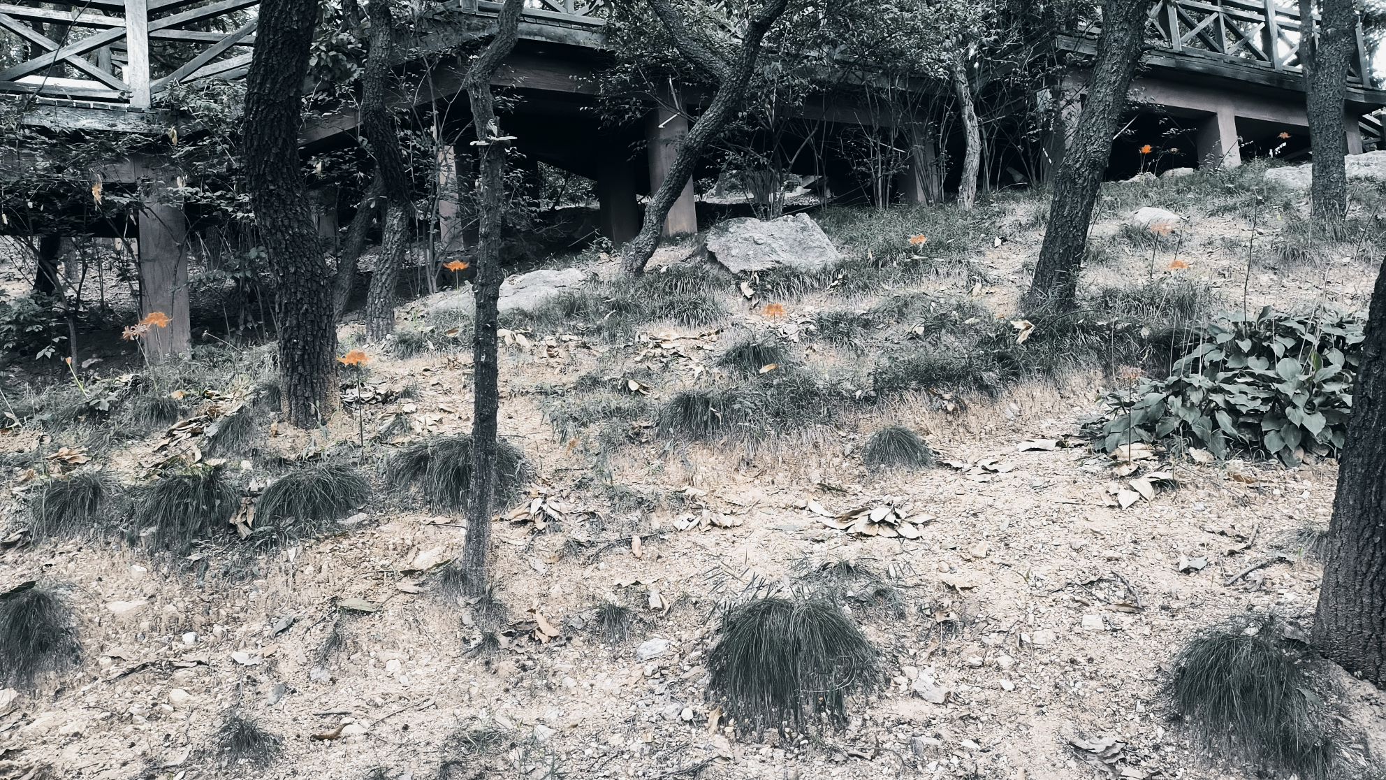 凤凰山公园旅行图片 2