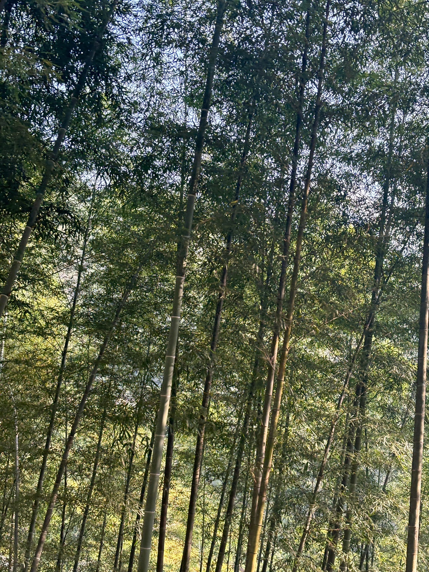 上堡梯田景区旅行图片 2