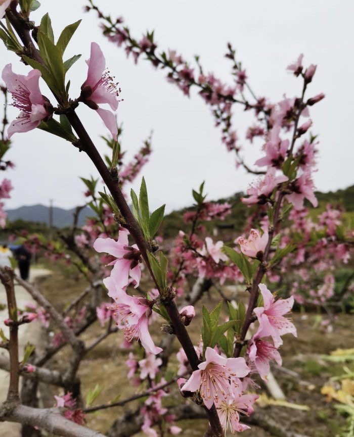 胡陈乡东山桃园旅行图片 1